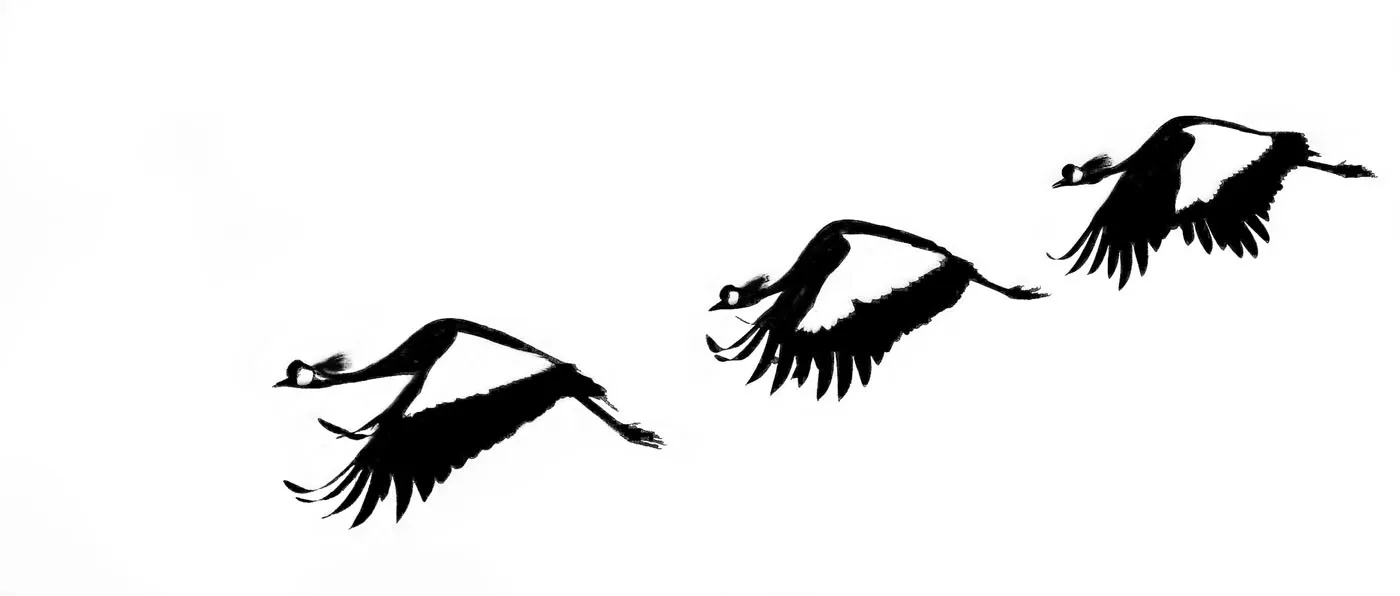Birds in Pure Black and White (no grey)