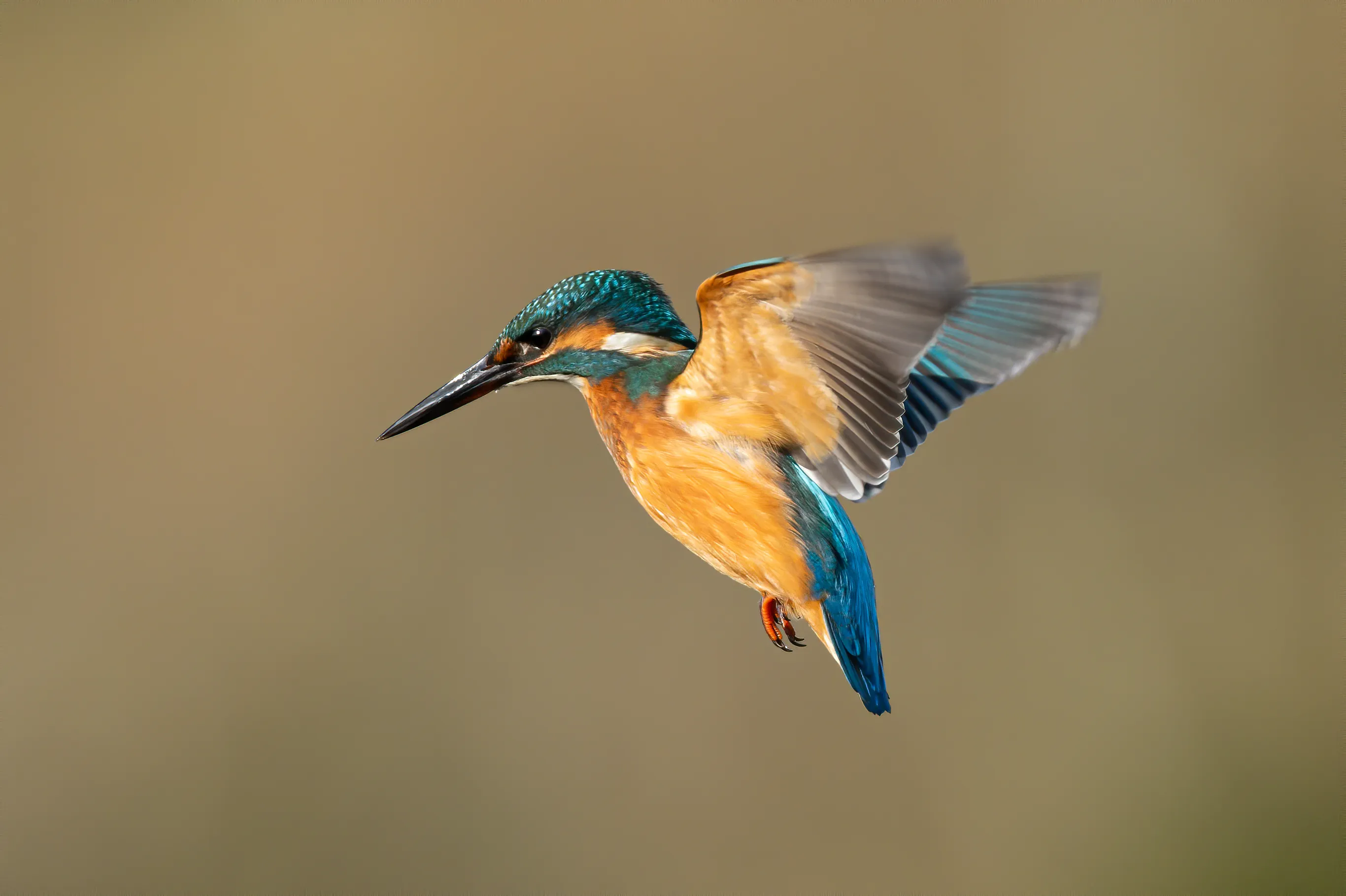Birds in Flight