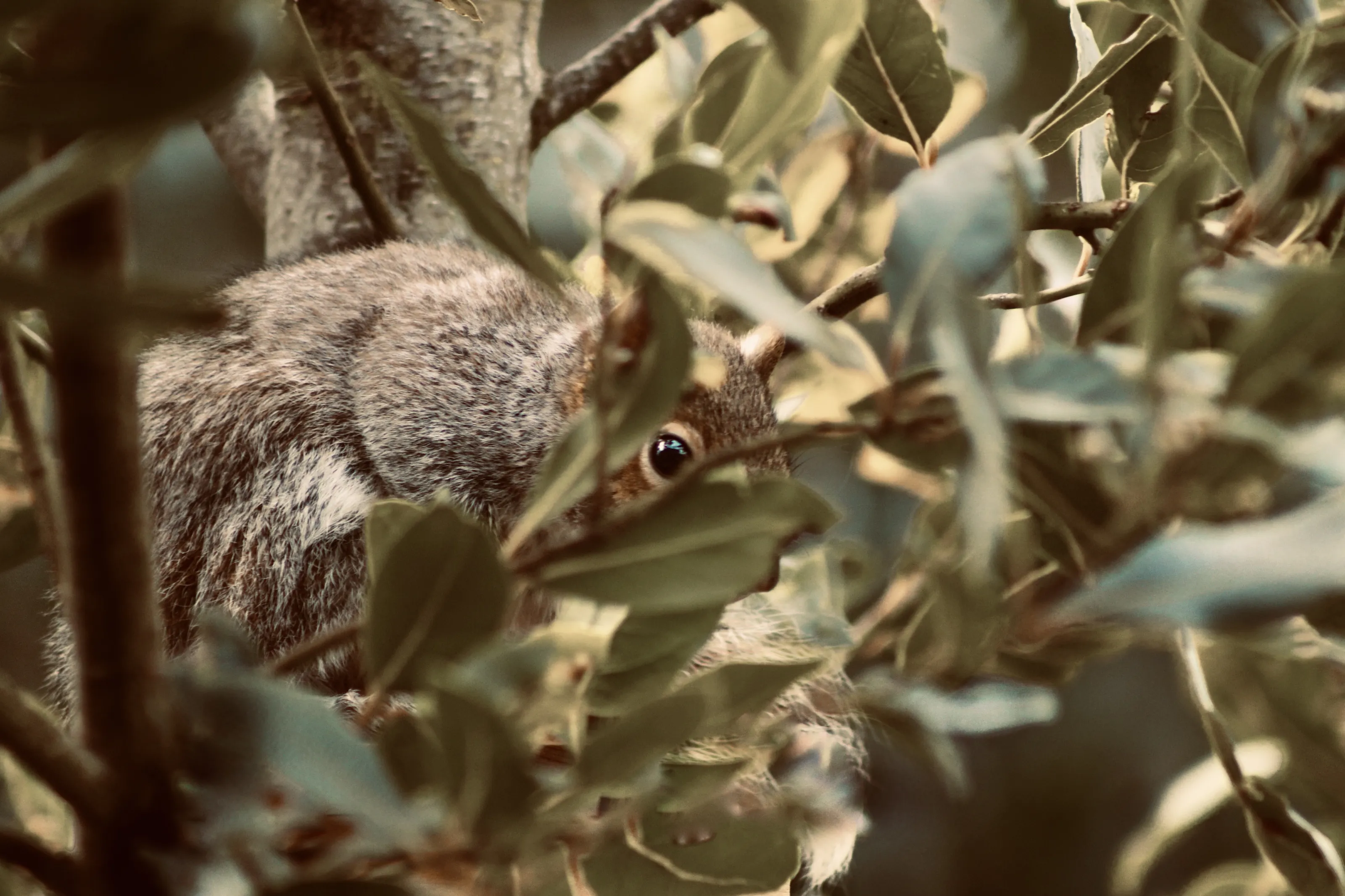 The Grey Squirrel
