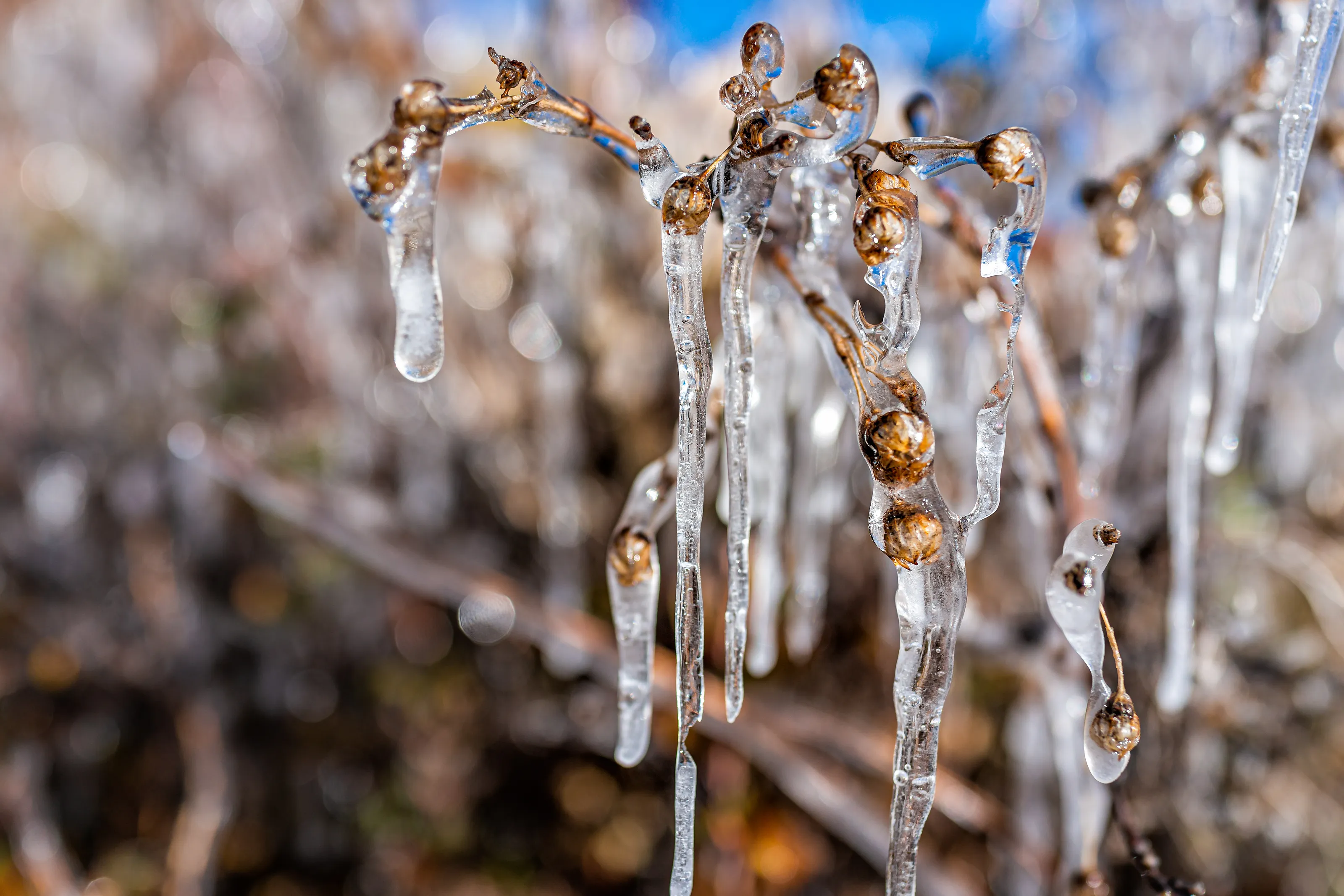 Icicles