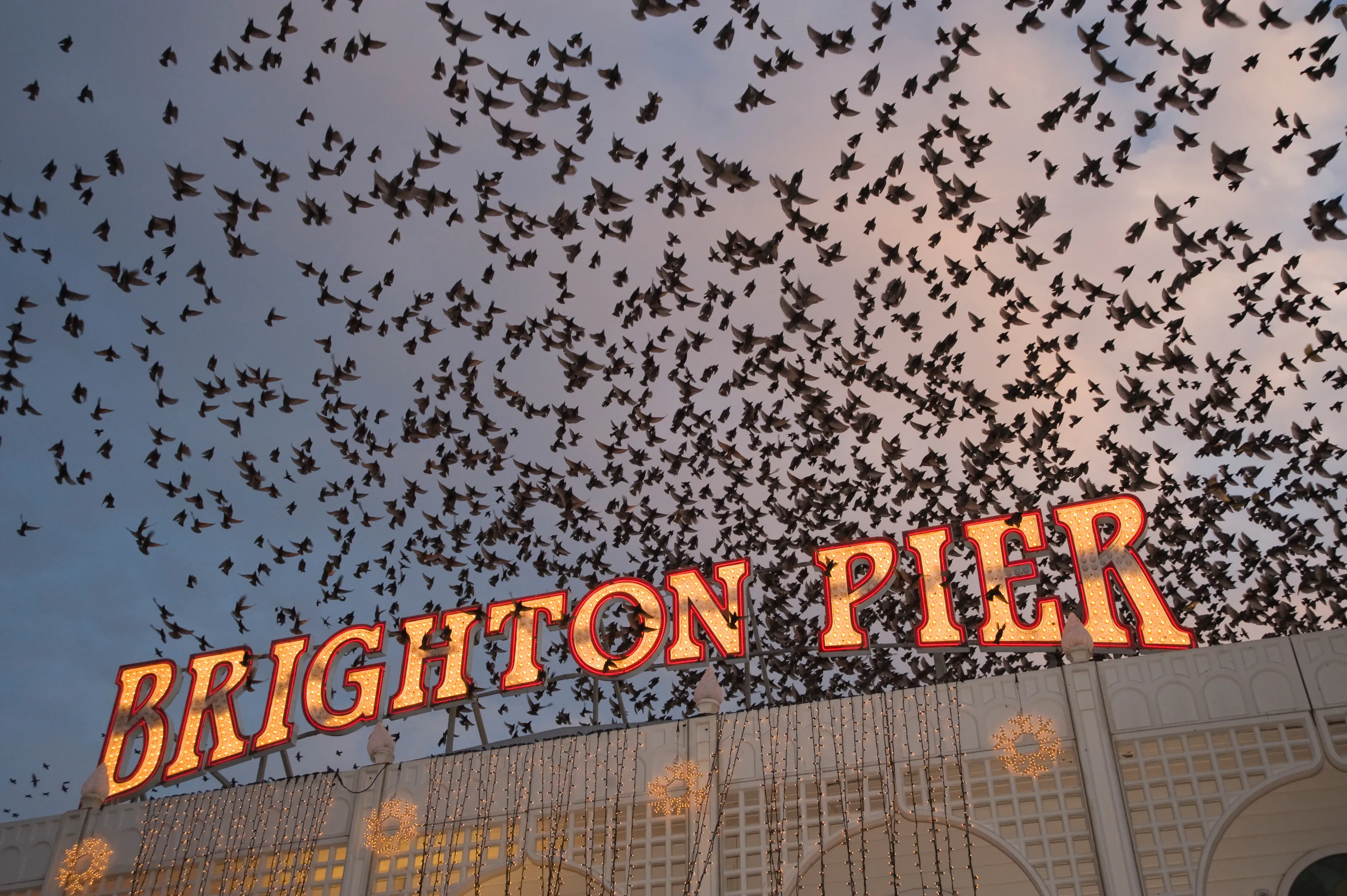 Birds in Flight
