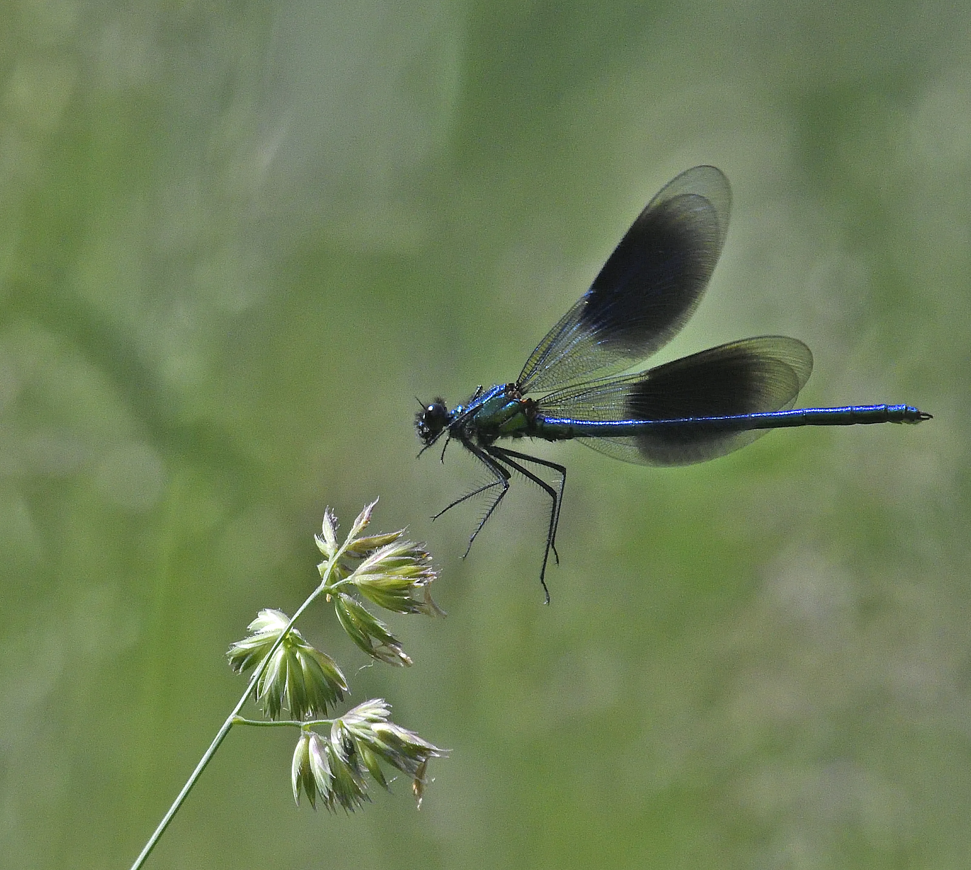 Damselflies