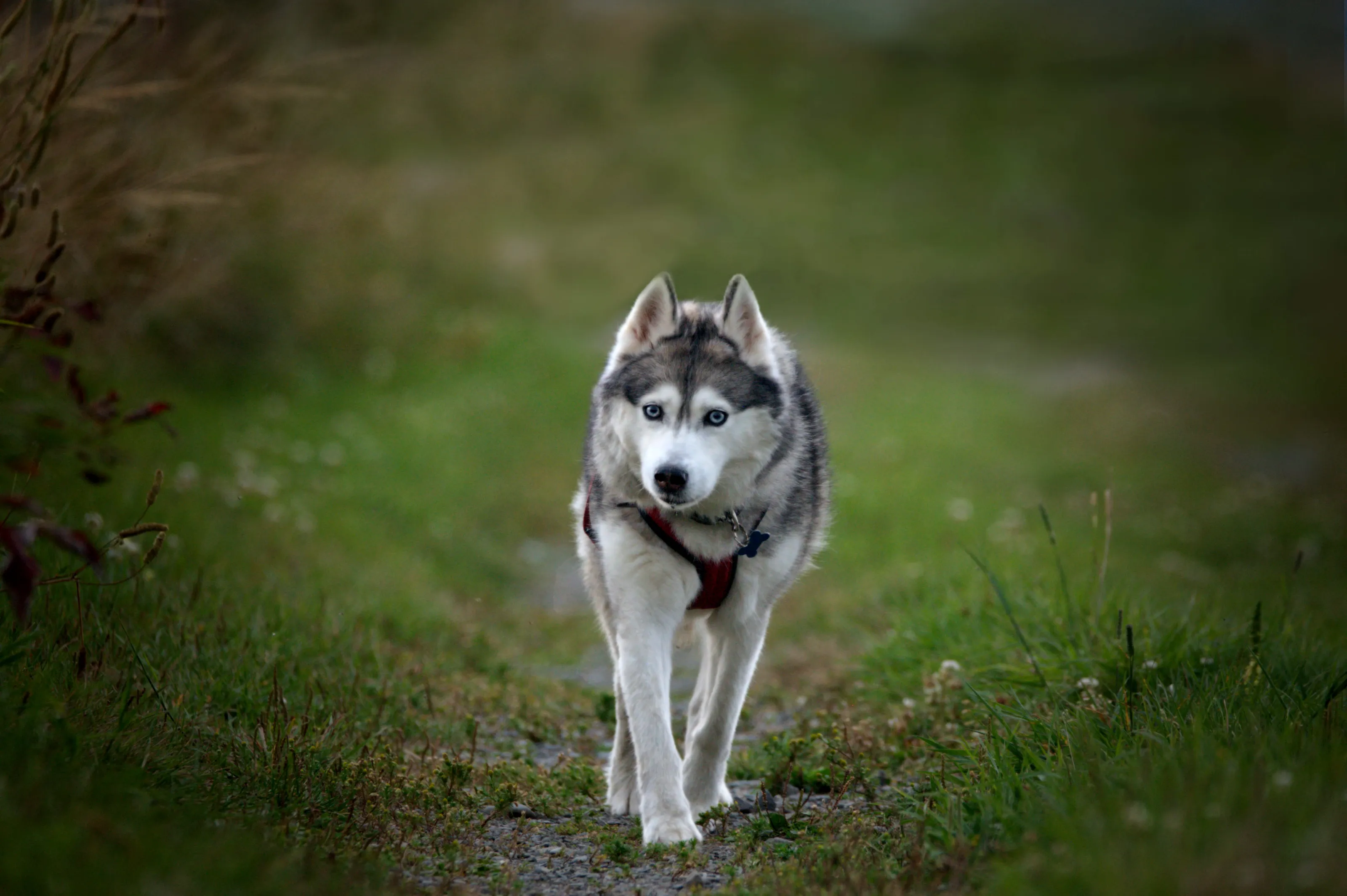 Siberian Husky Dogs in Colour (no people)
