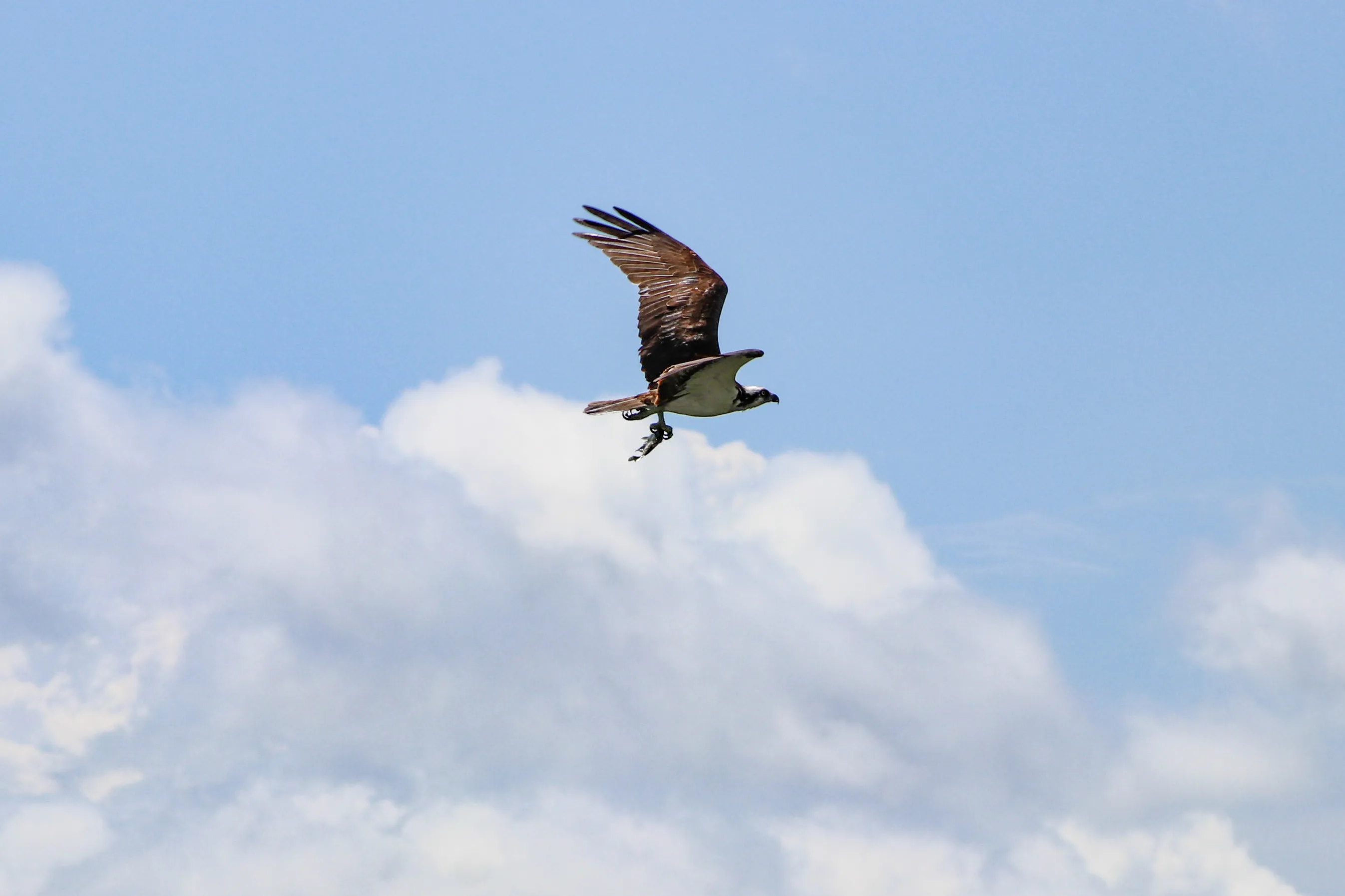 Birds of Prey