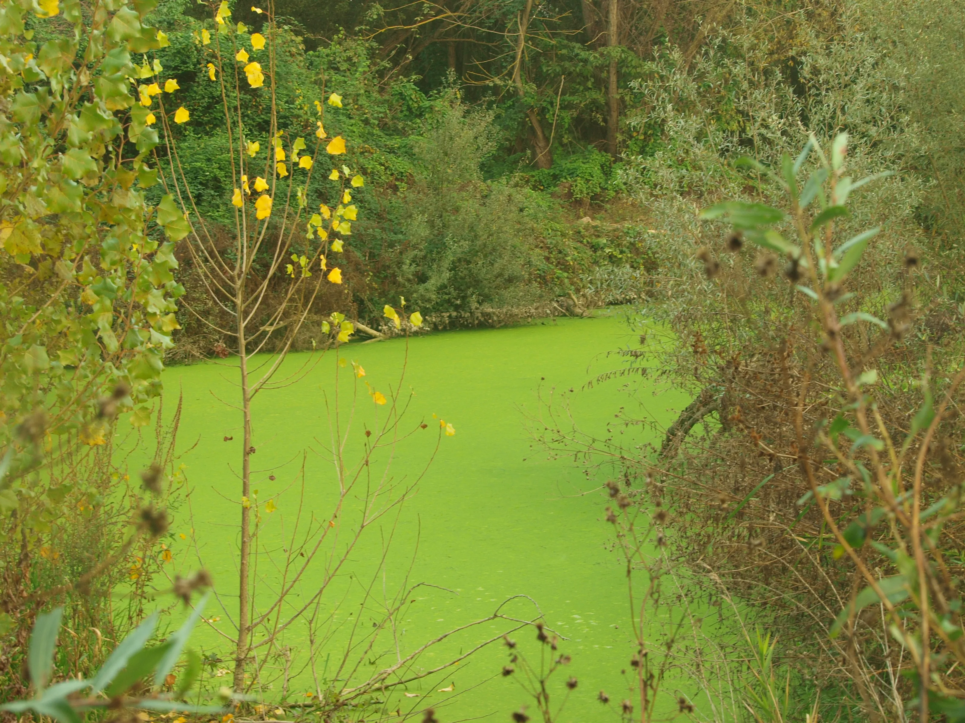 Swamps and Stagnant Water (in colour)