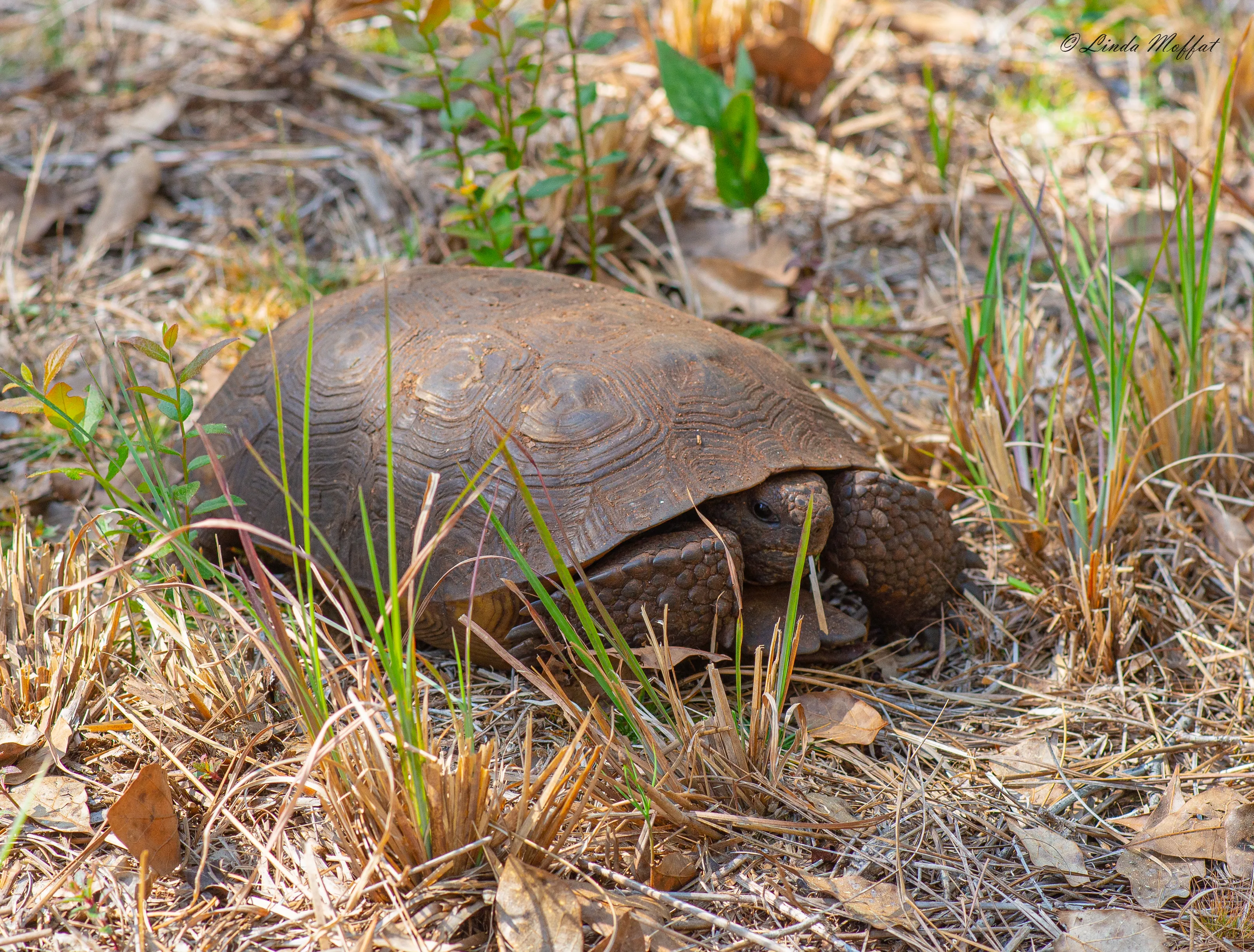 Endangered Wildlife