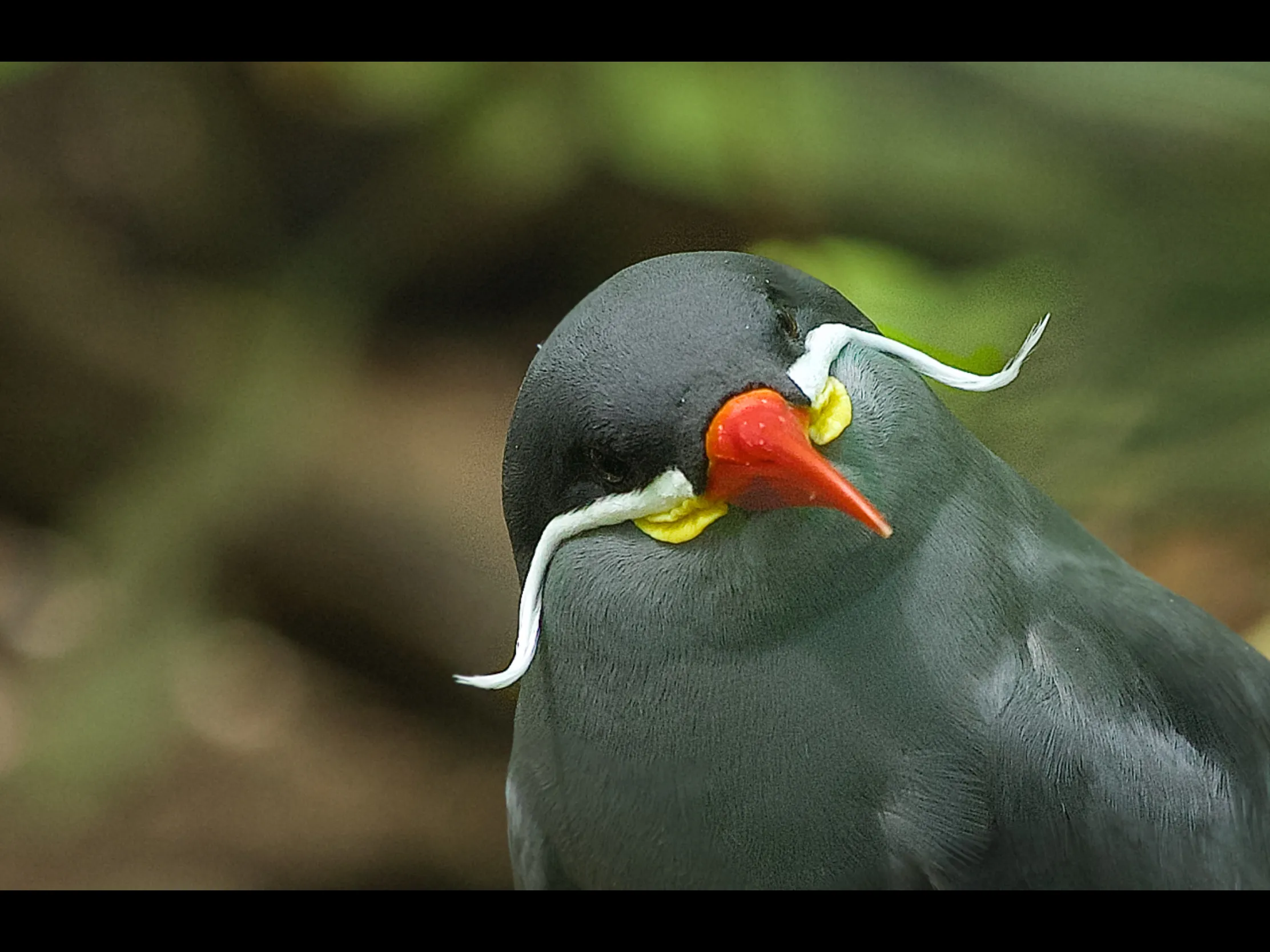 Unusual Birds