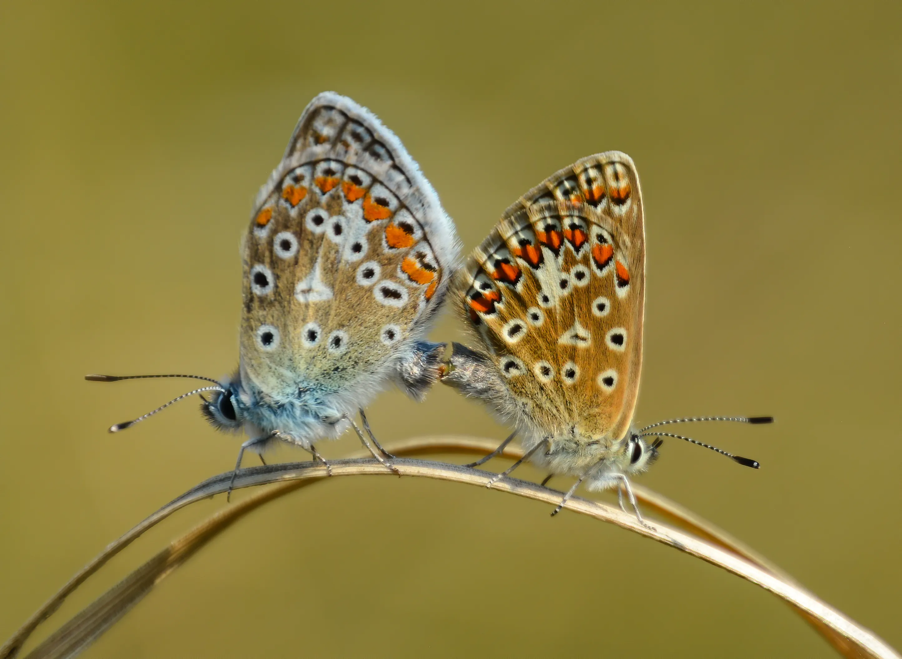 Two of a Kind