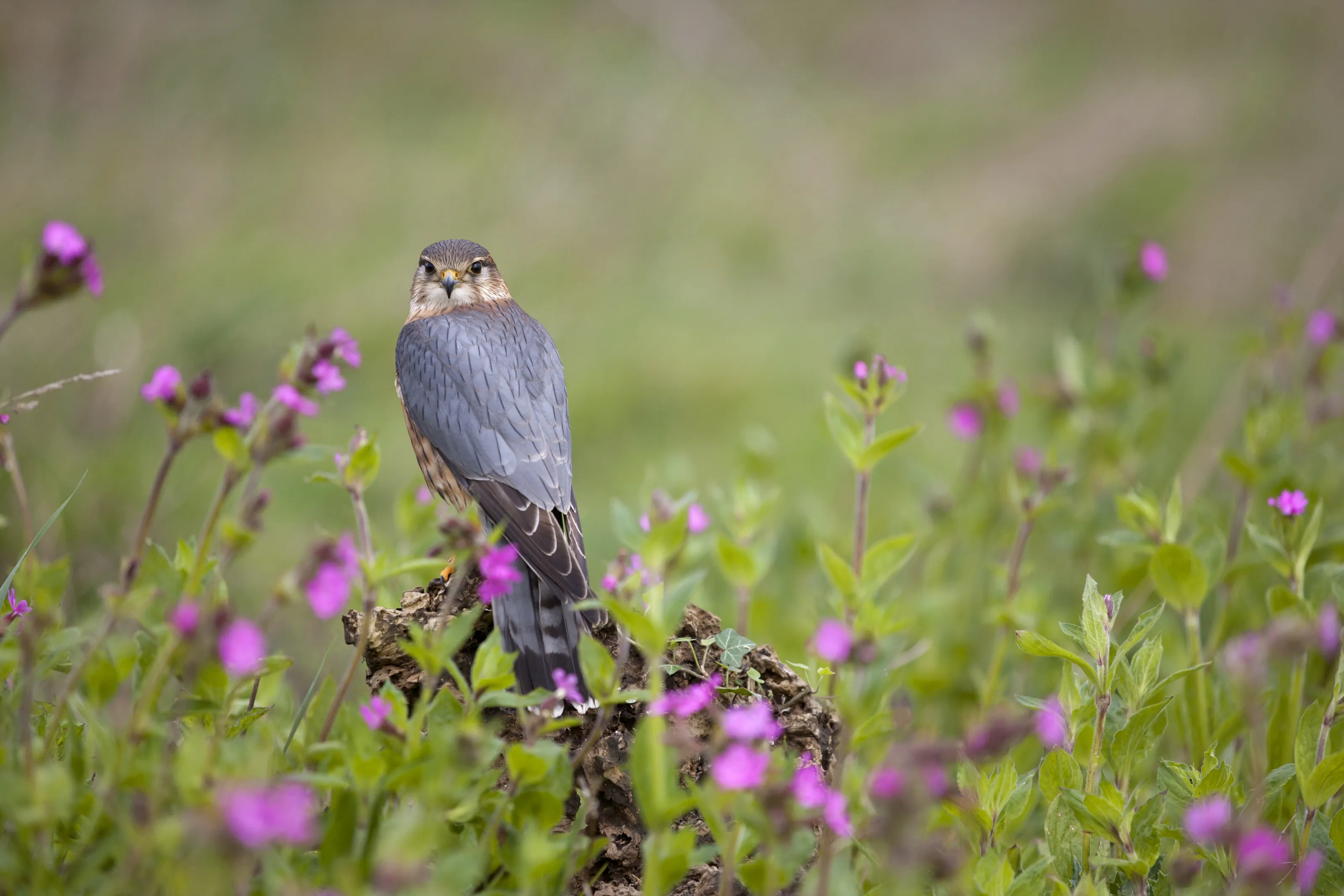 Birds Among Flowers (in colour)