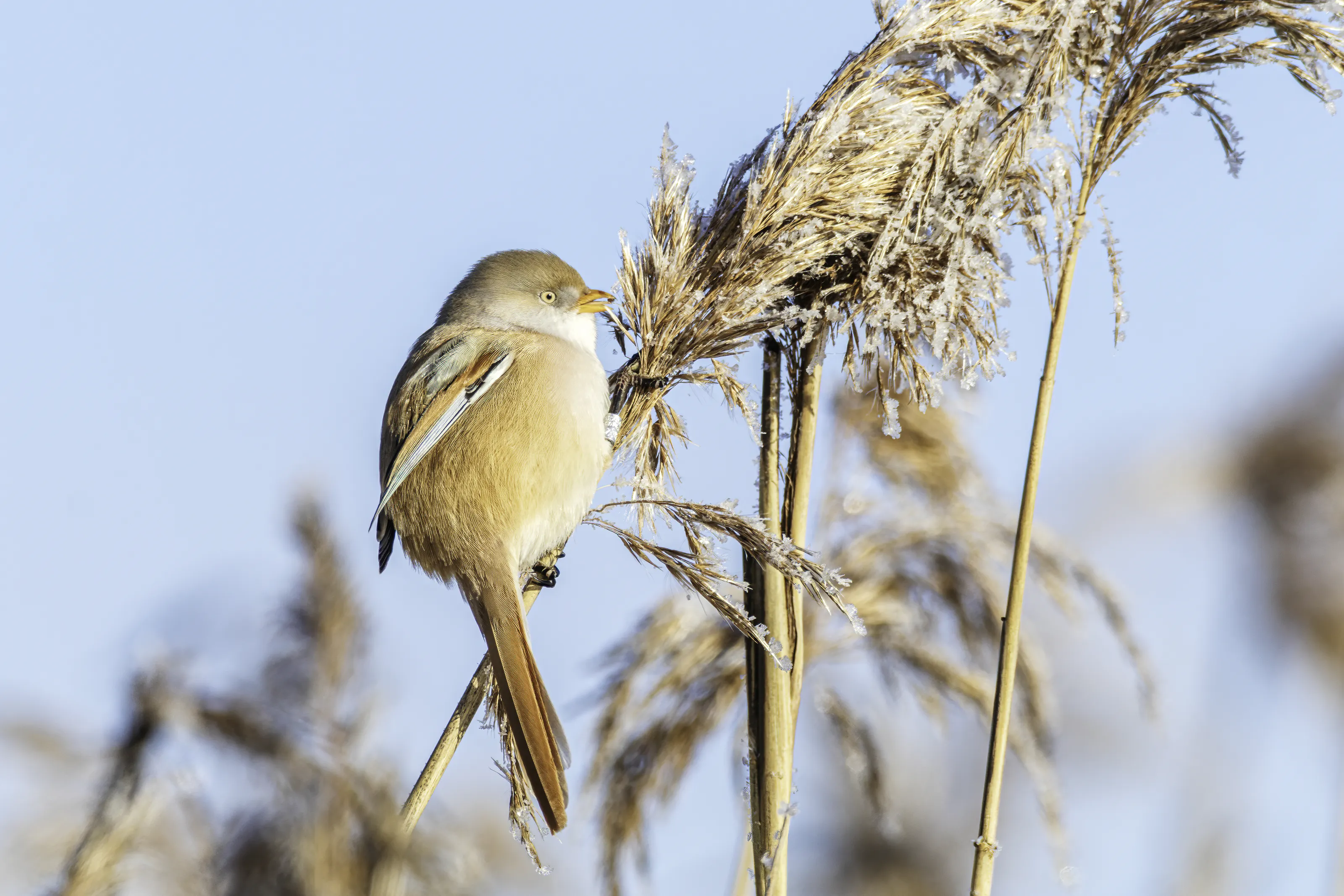 Reedbed Bird Species (in colour)