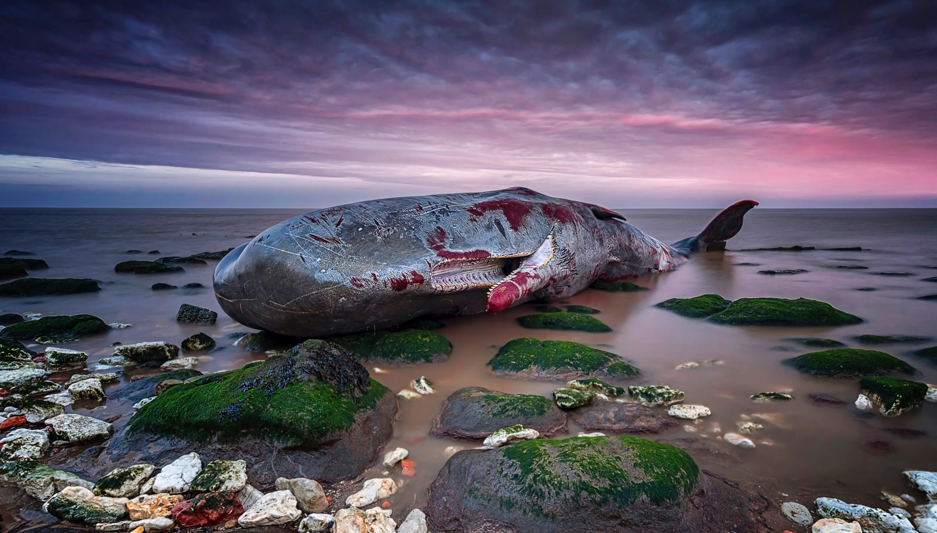 Wildlife in Crisis