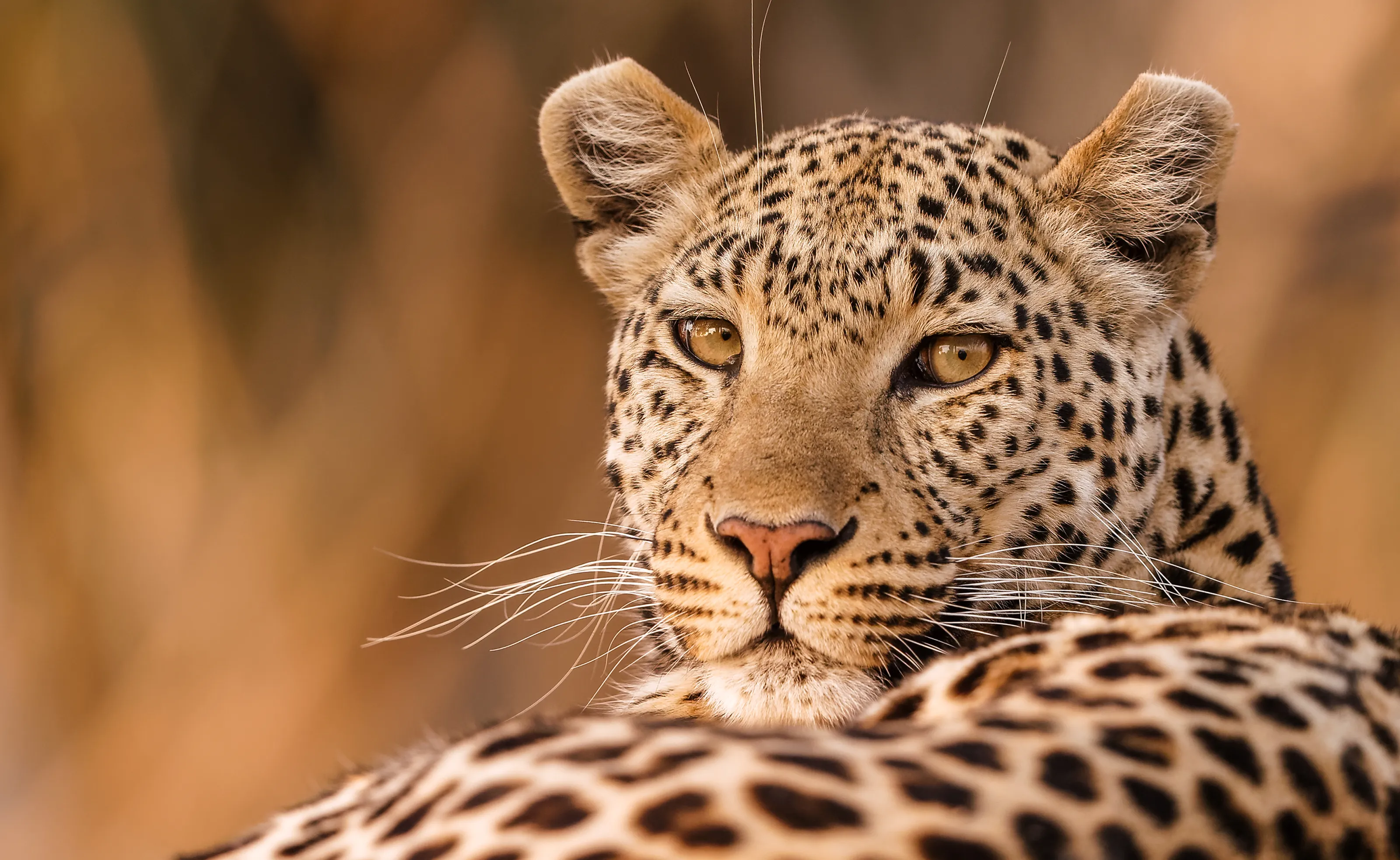 Incredible Wildlife