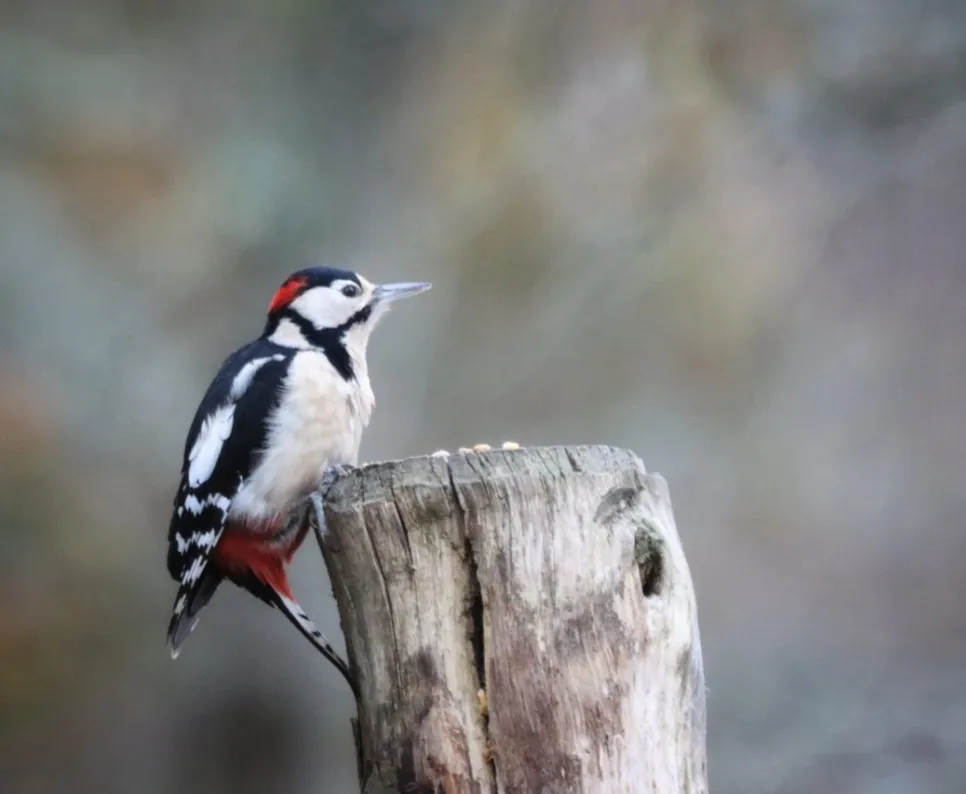 Woodpeckers in the Wild
