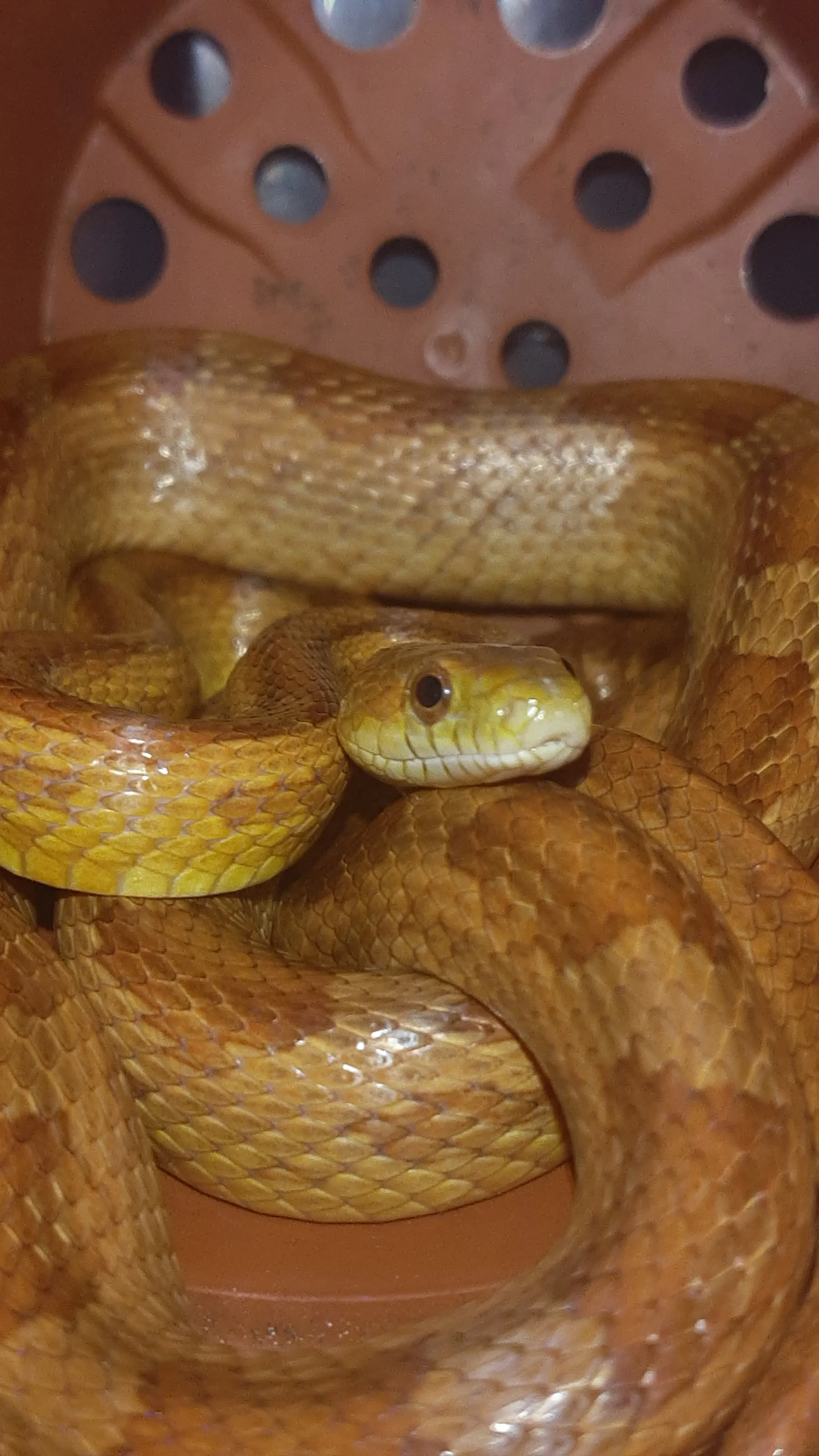 Uncommon Domestic Pets (no cats or dogs)