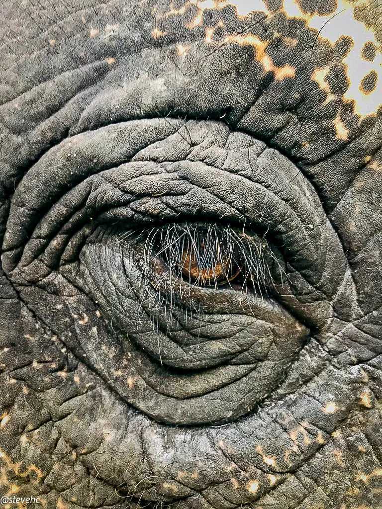 A Single Eye Close-Up