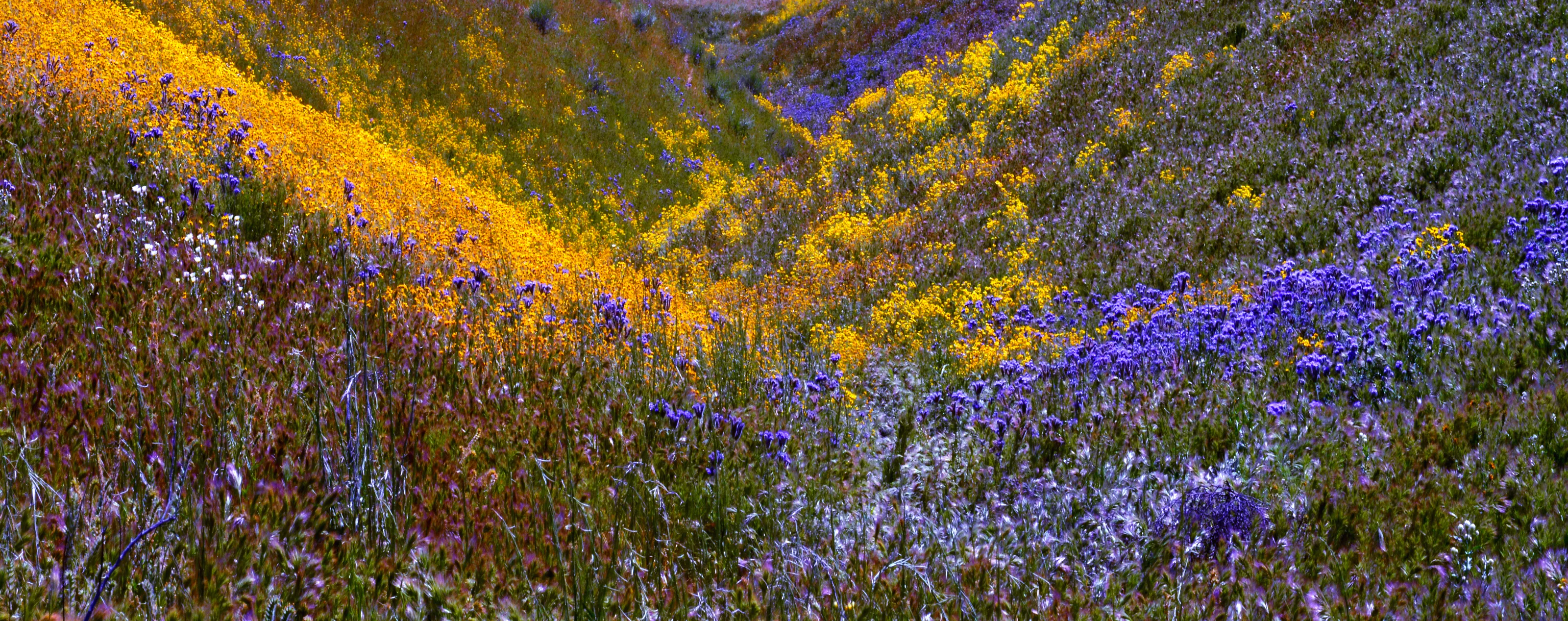 Wildflowers