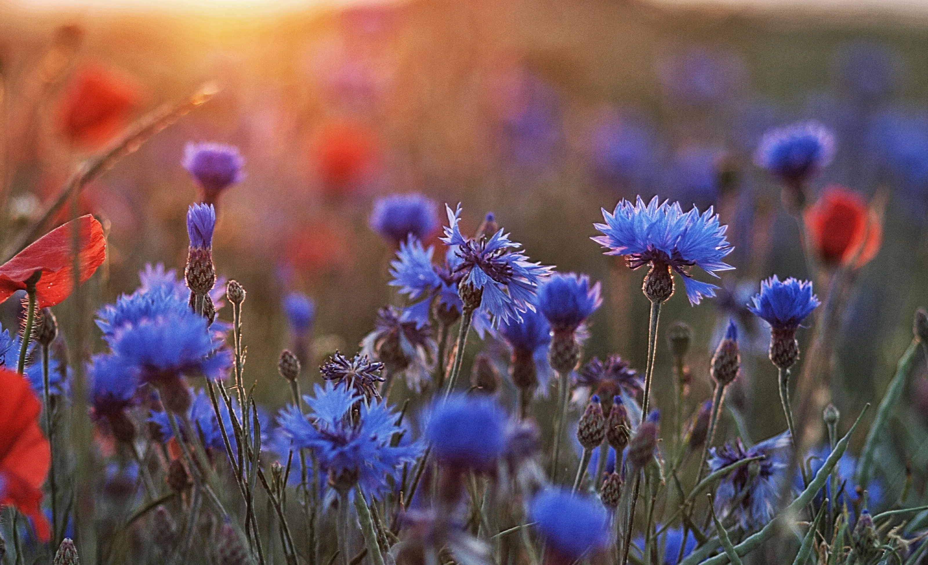 Wildflowers
