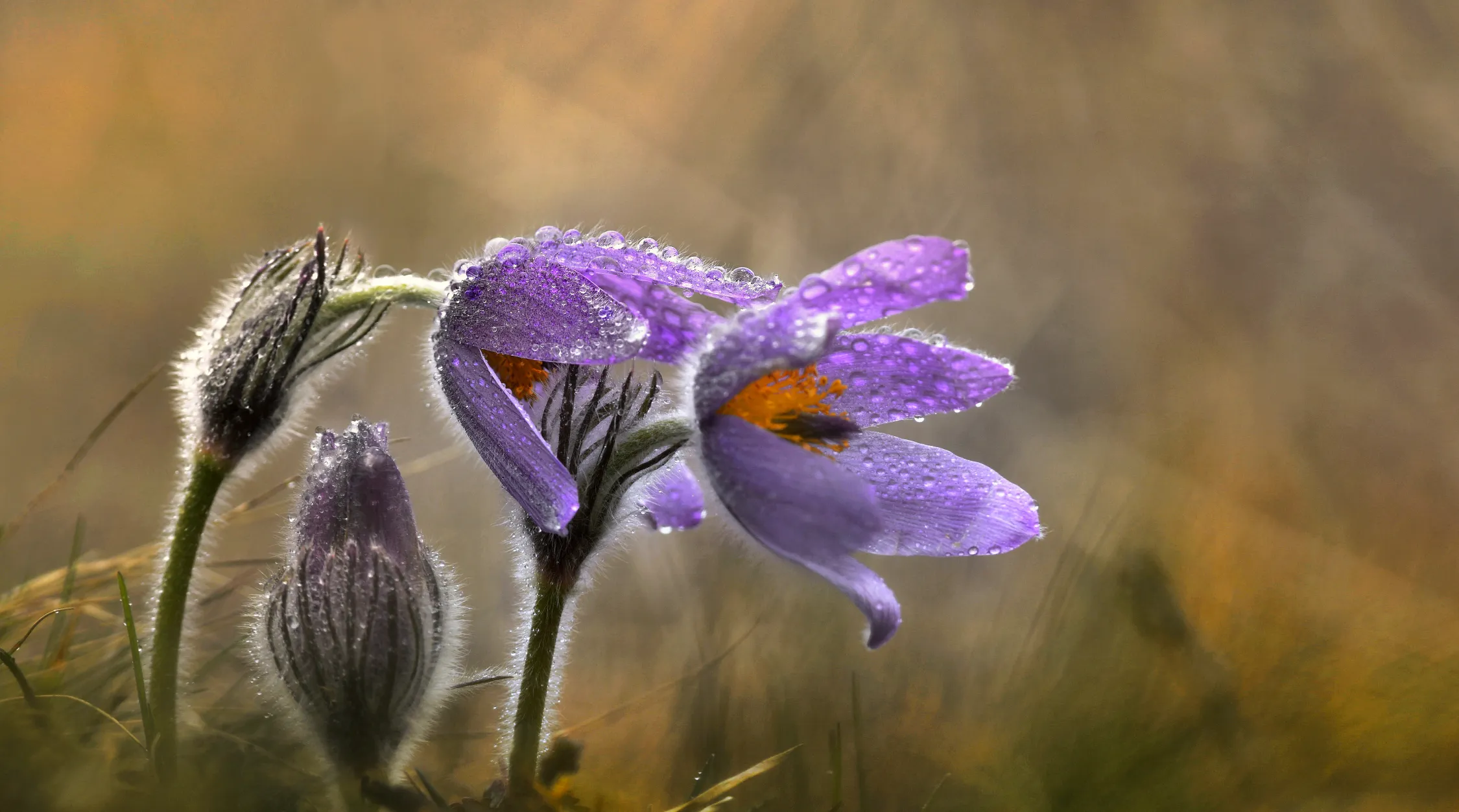 Wildflowers