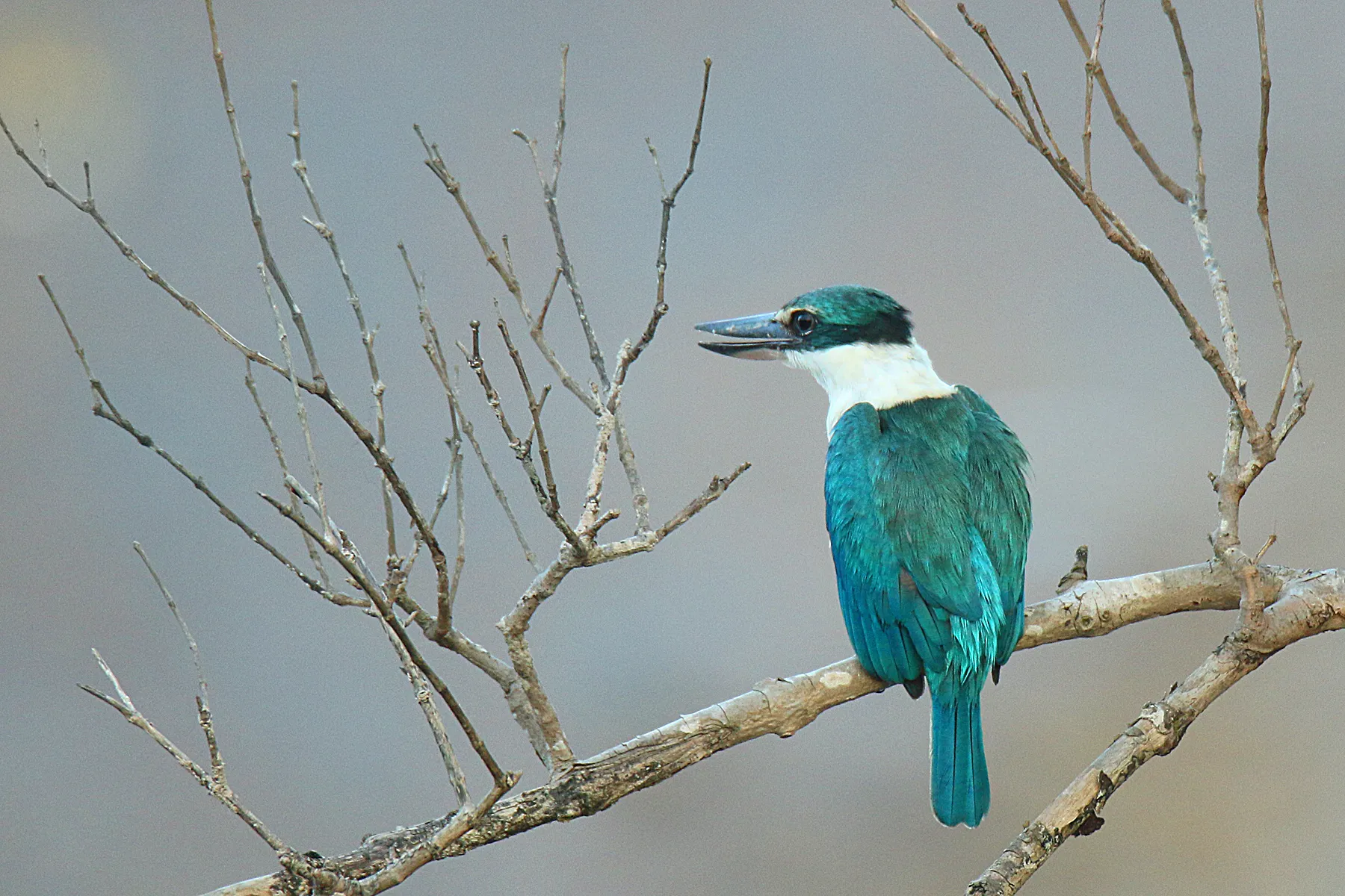 Kingfishers