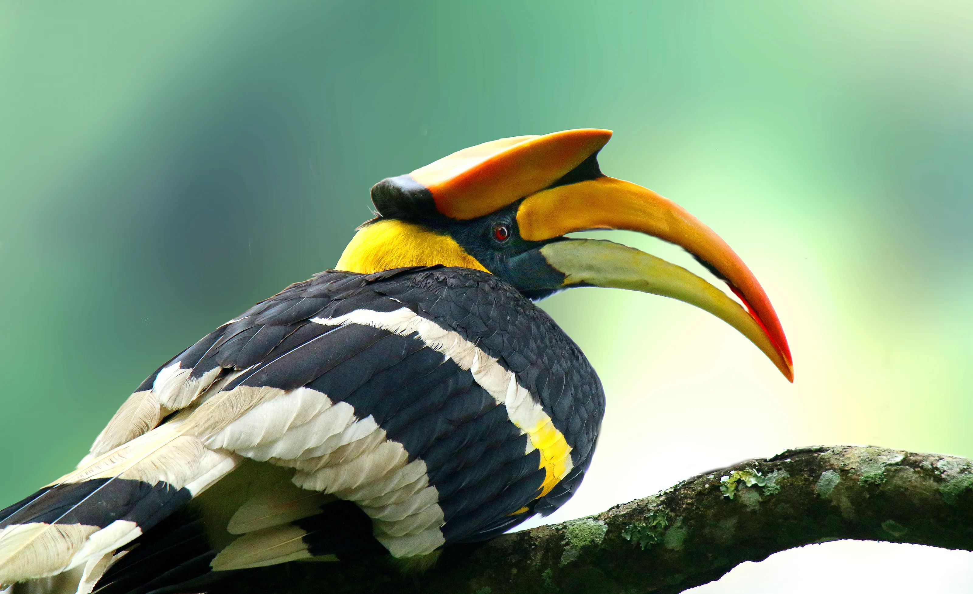Hornbills in Colour