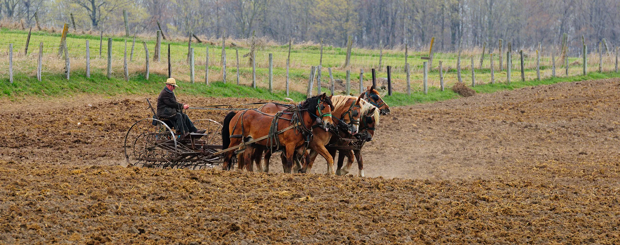 Working Horses