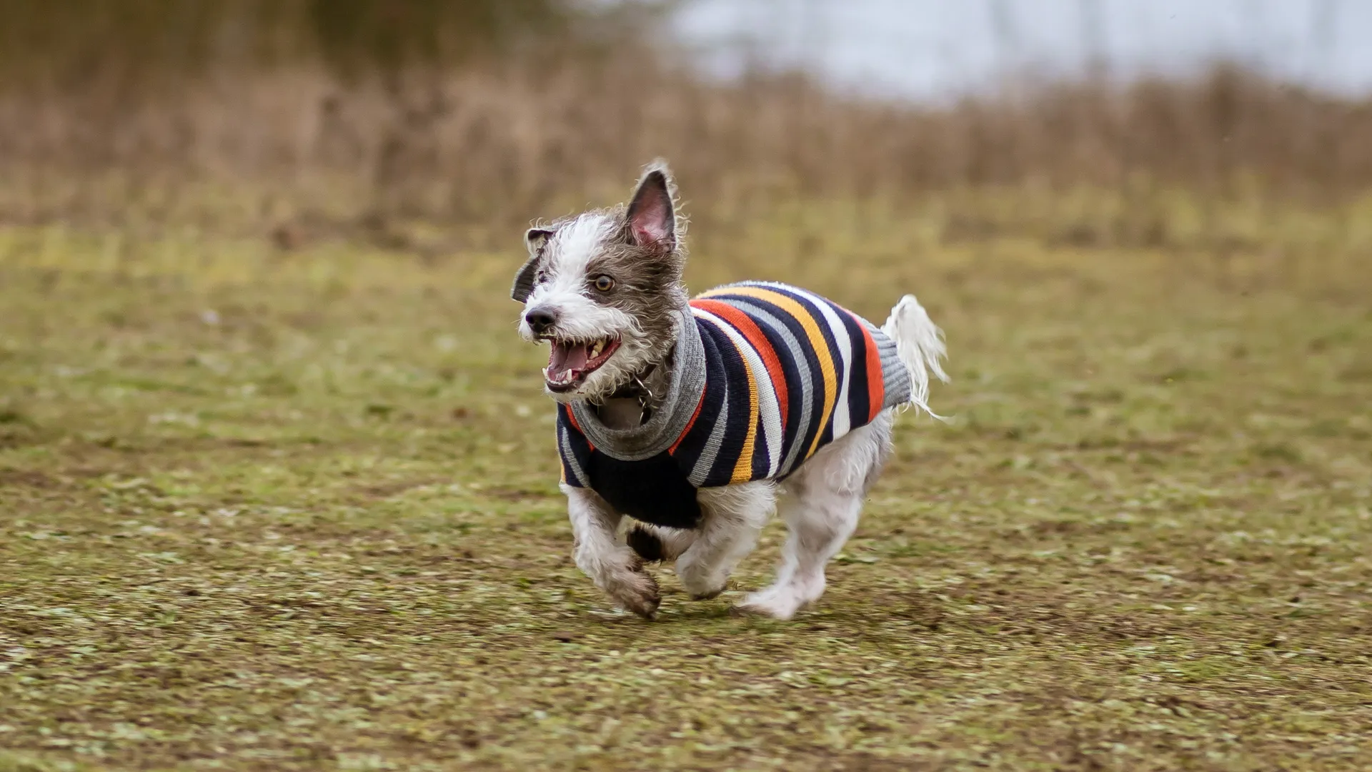 Dogs Looking Happy (no people)