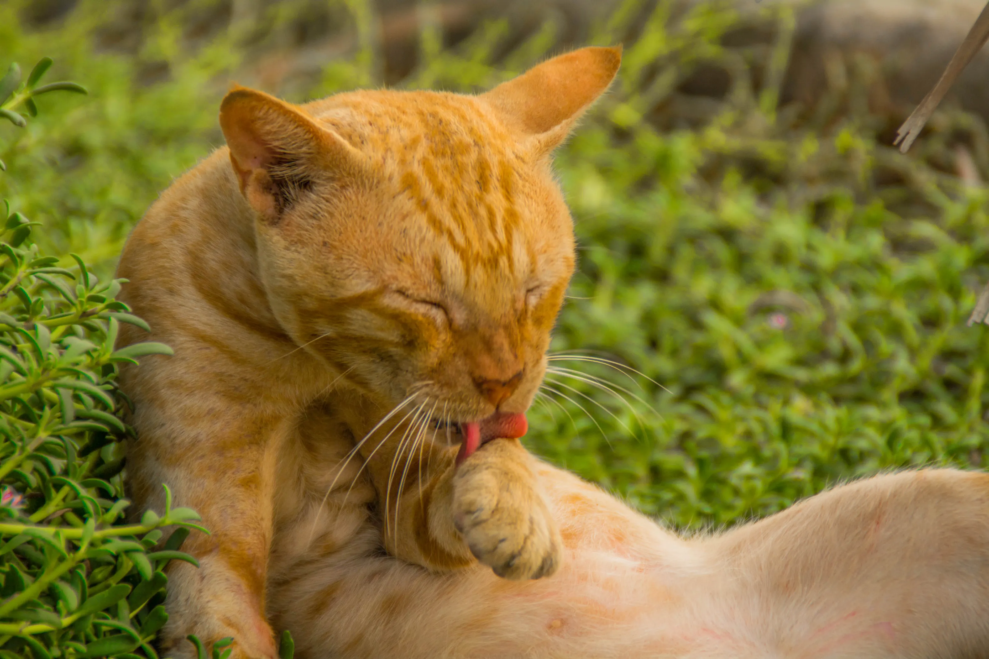 Mammals Cleaning Themselves (no people)