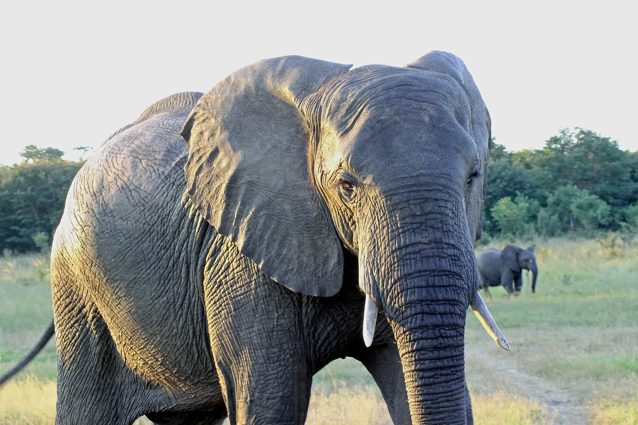 The Big Five Safari Animals