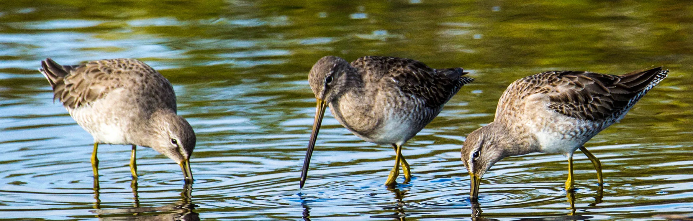 Birds and Water