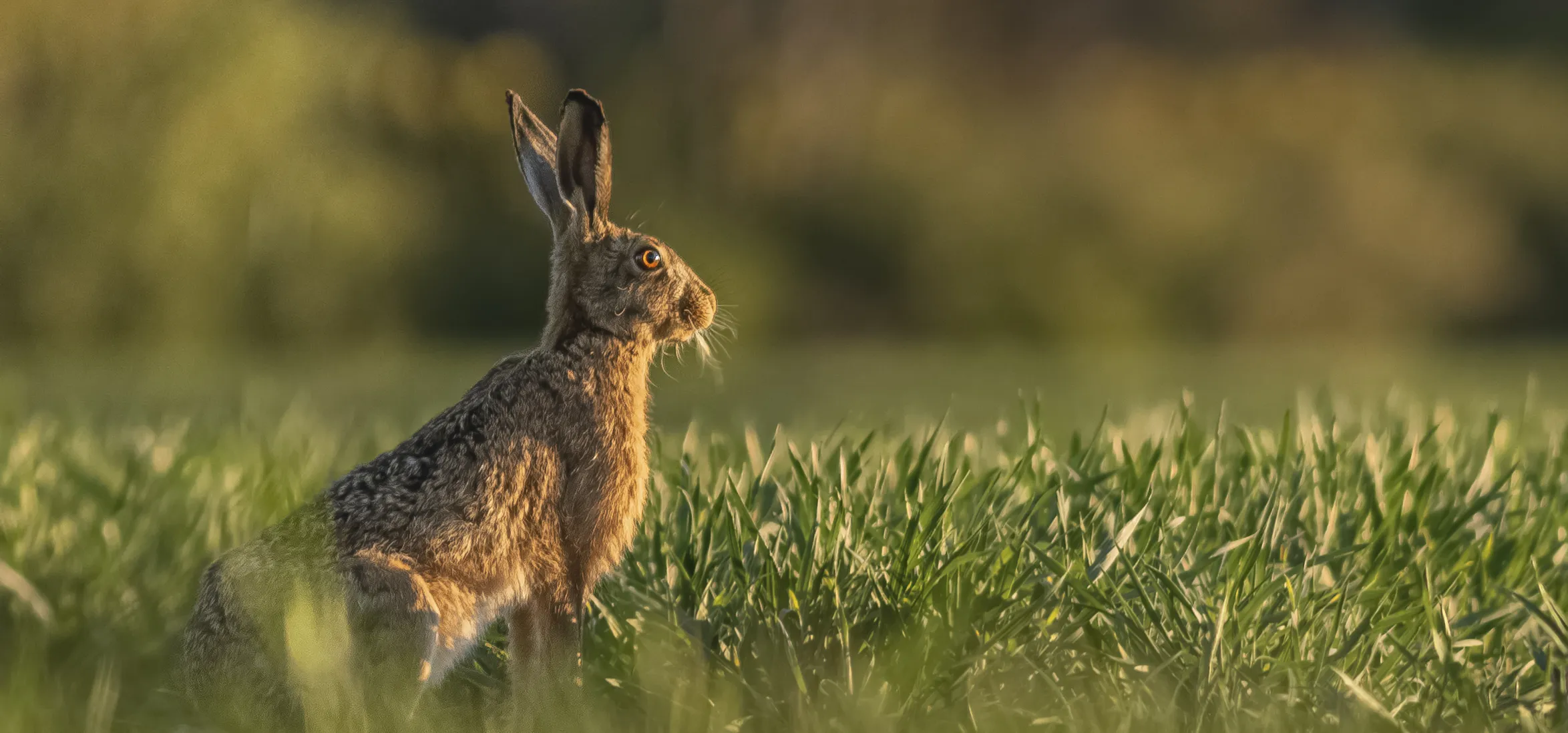 Local Wildlife