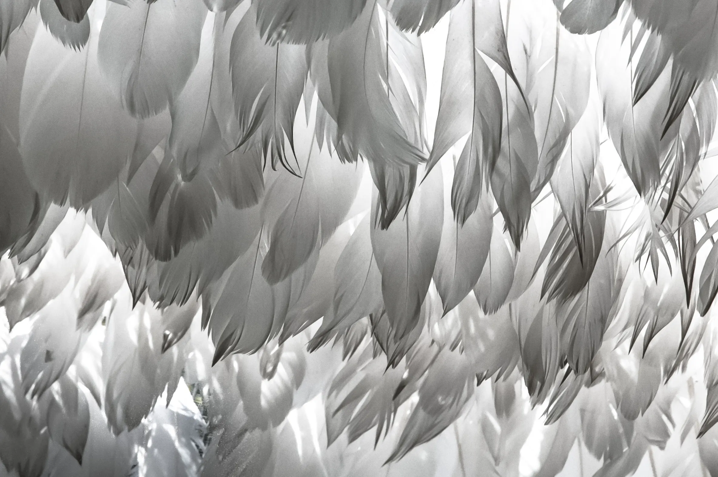 Feathers
