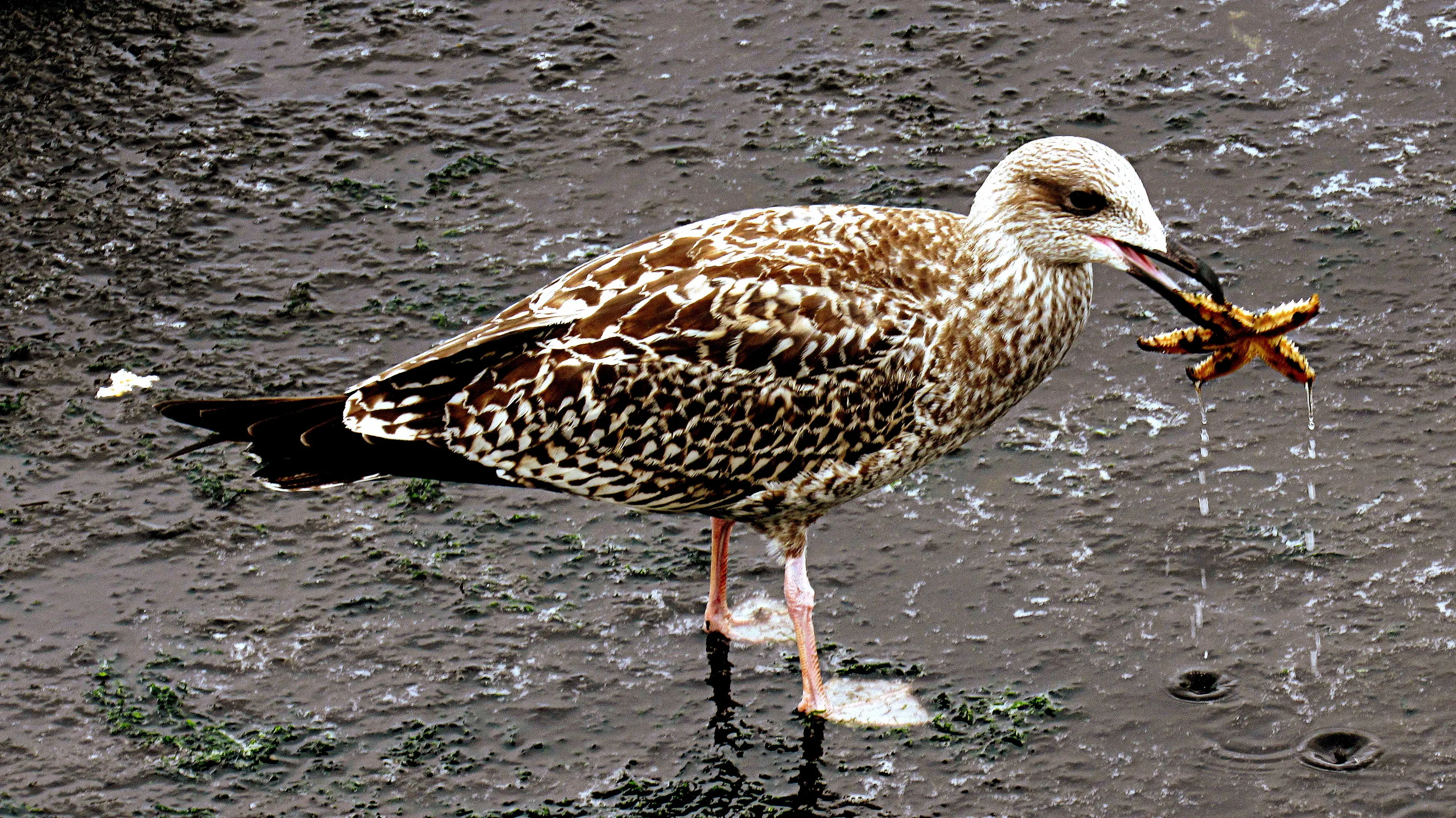 Seagulls
