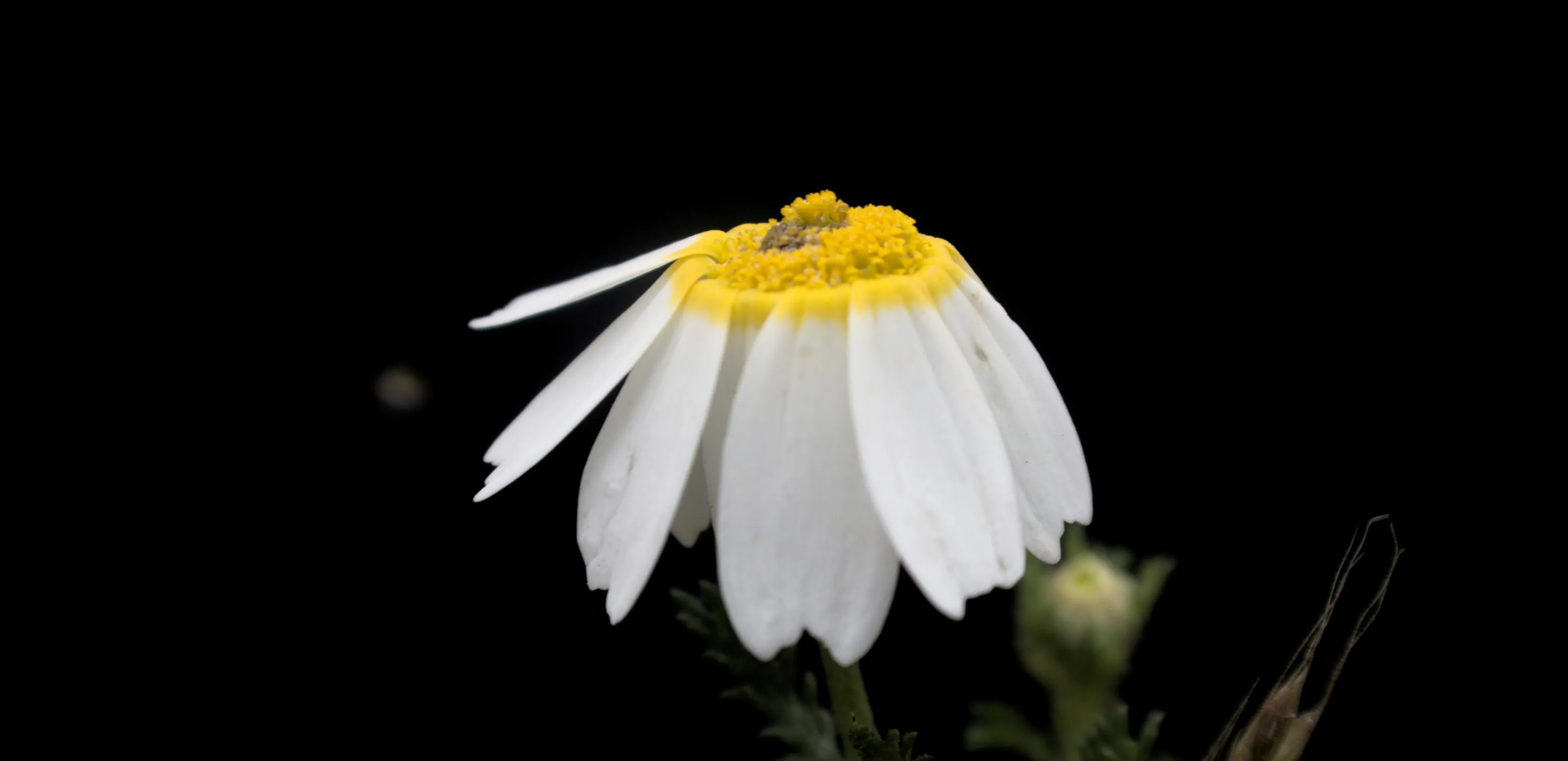 One Flower With a Black Background (in colour)
