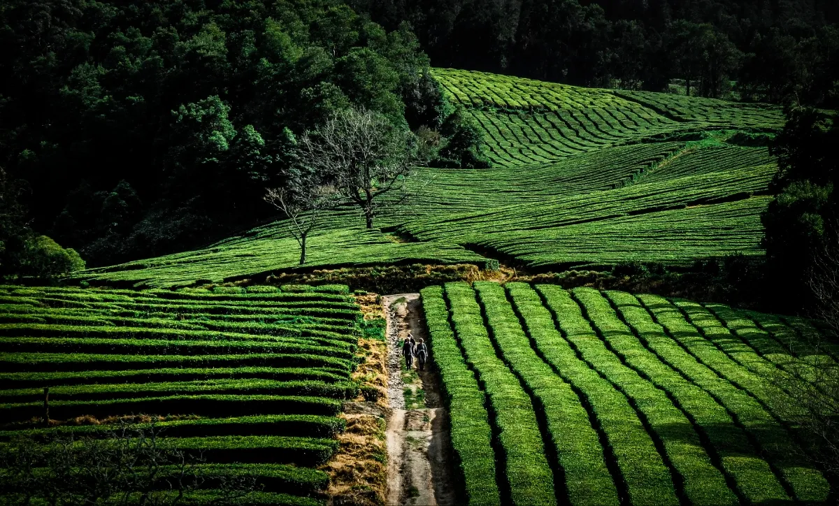 Green World (in colour)