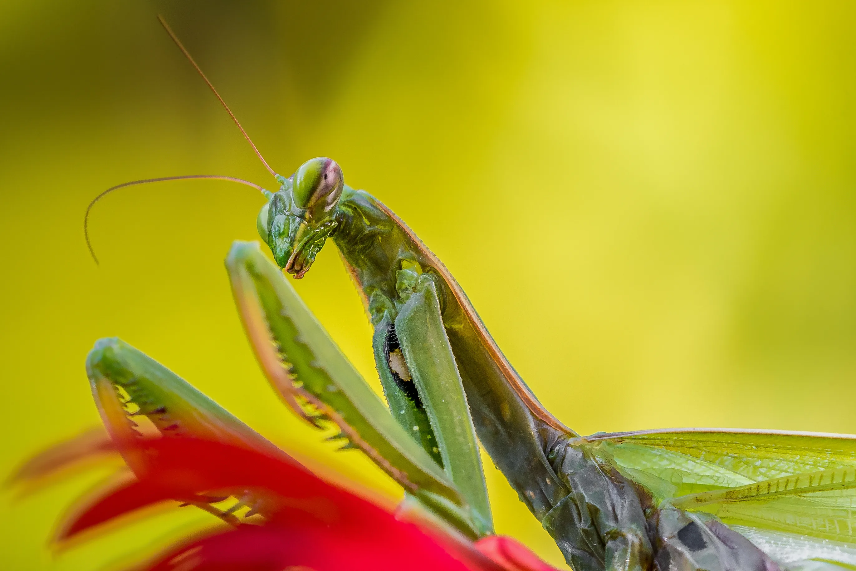 Mantises (in colour)