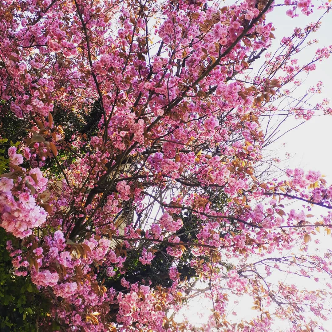 Trees in Bloom