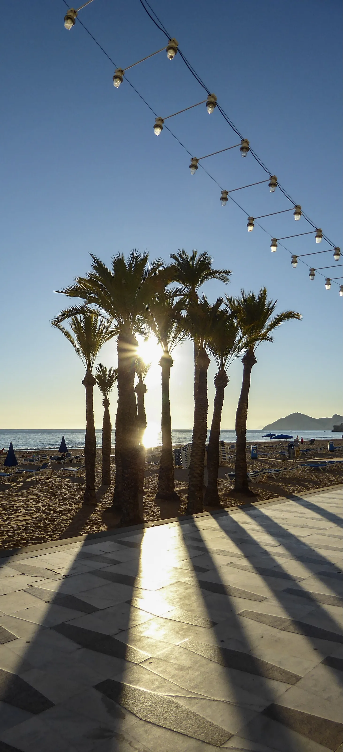 Palm Trees (in colour)