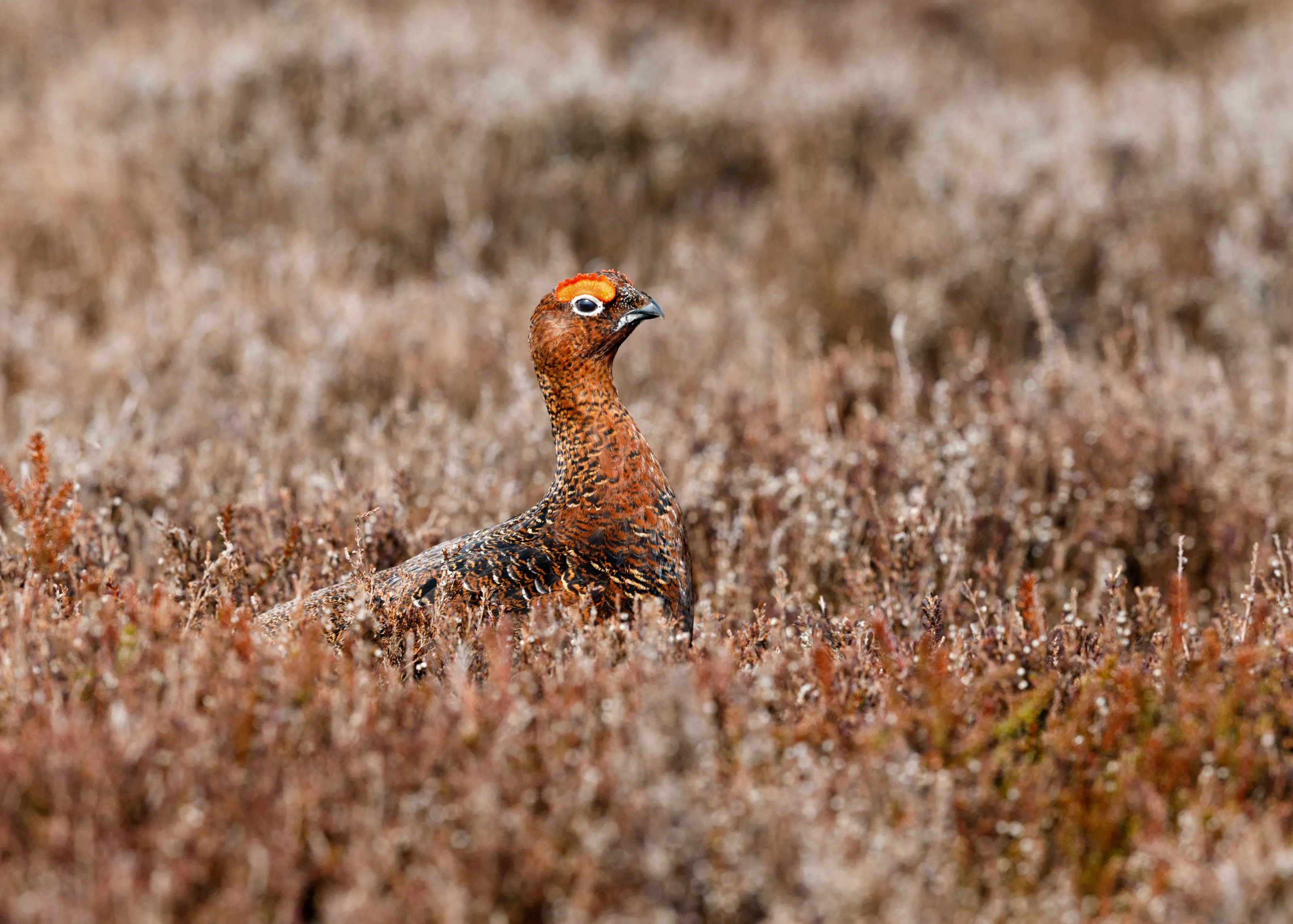 Moorland Birds