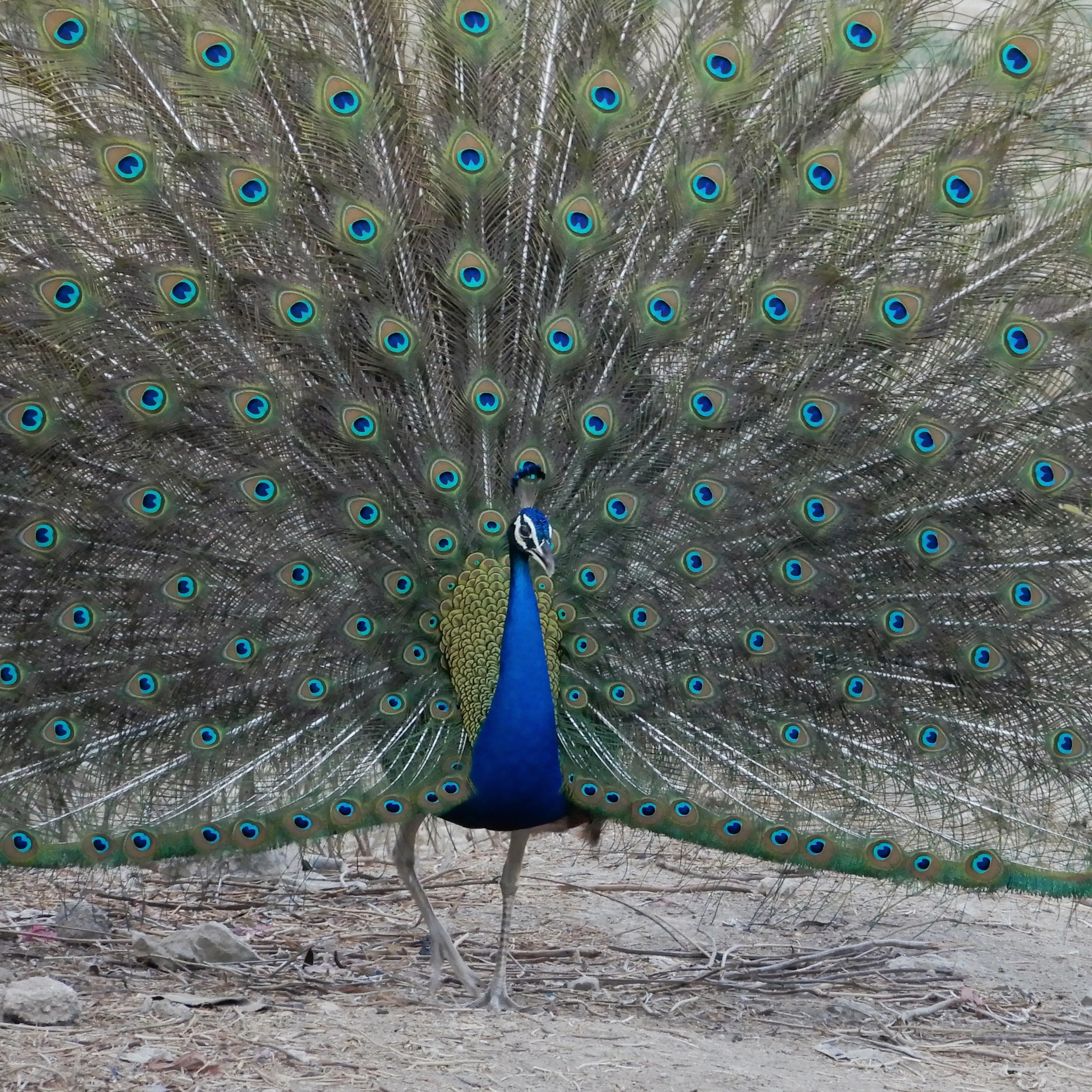 Magnificent Peacocks (no people)
