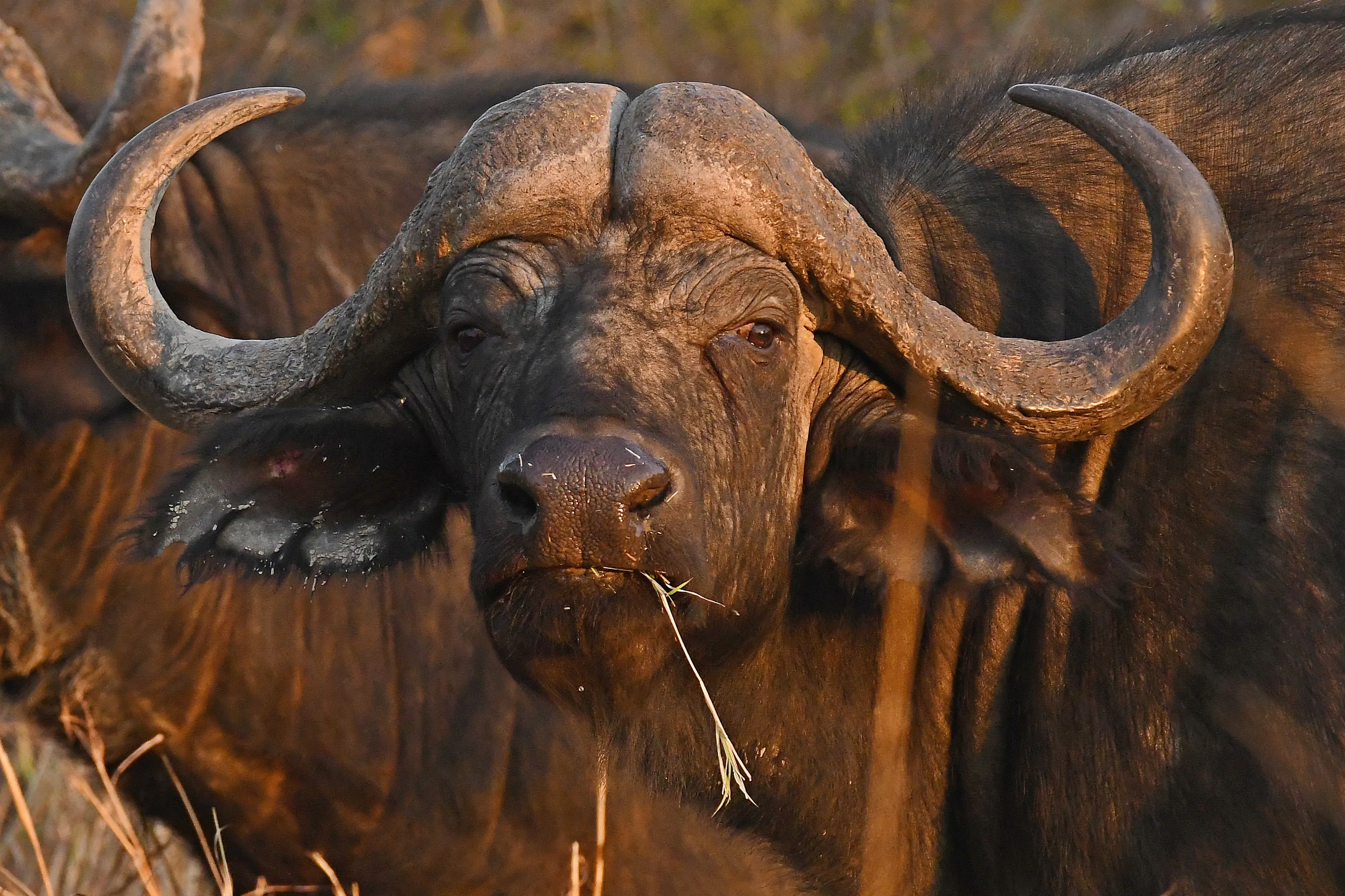 Bison and Buffalo (no people)