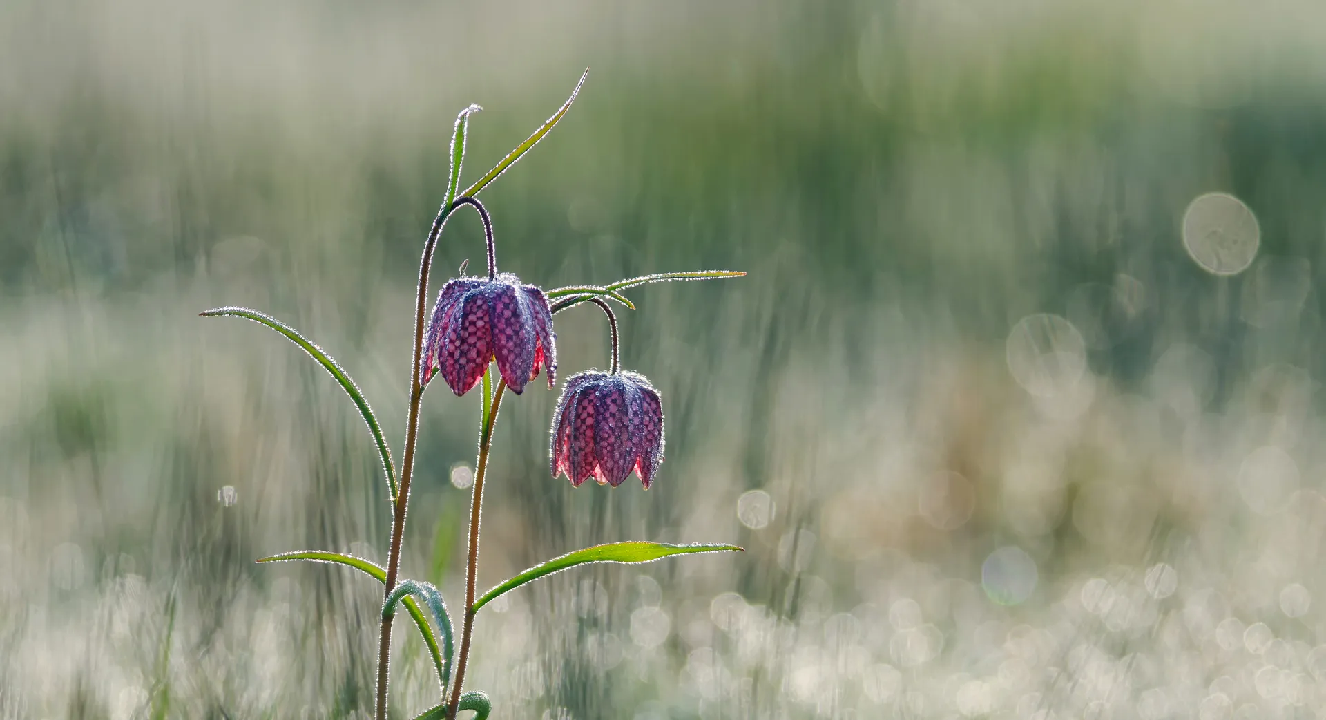 Flowers and plants