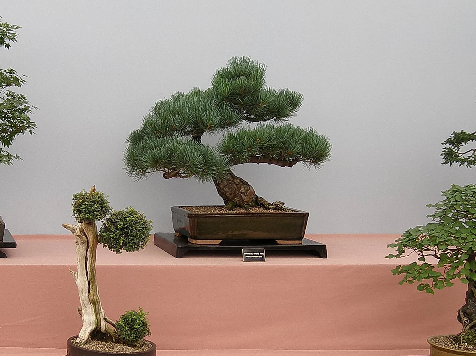 Bonsai Trees (no people)