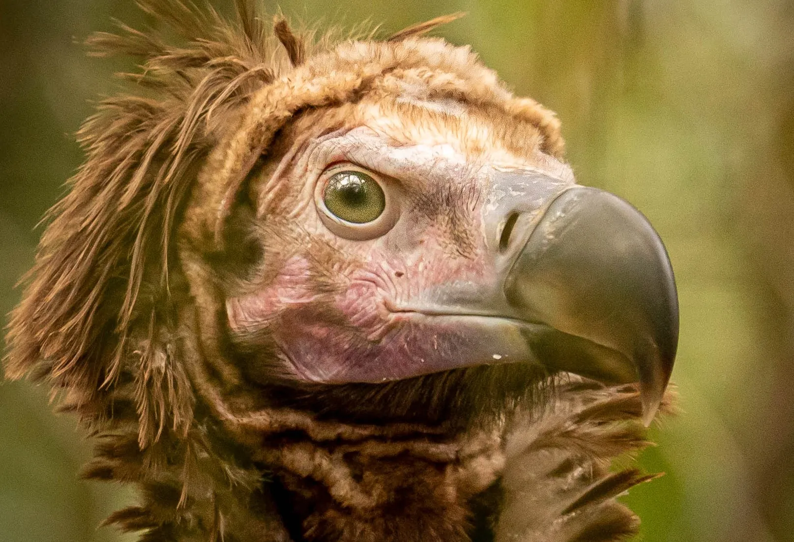 Ugly-Looking Birds - Head Shots