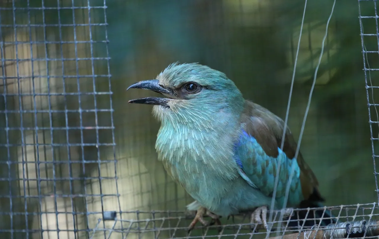 Blue-Coloured Birds