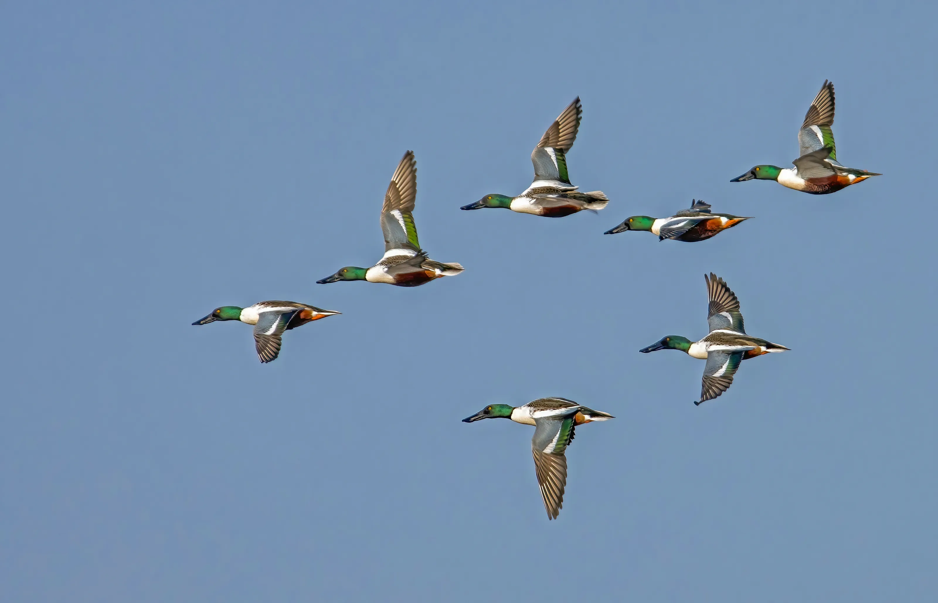 Flocks of Birds in Flight