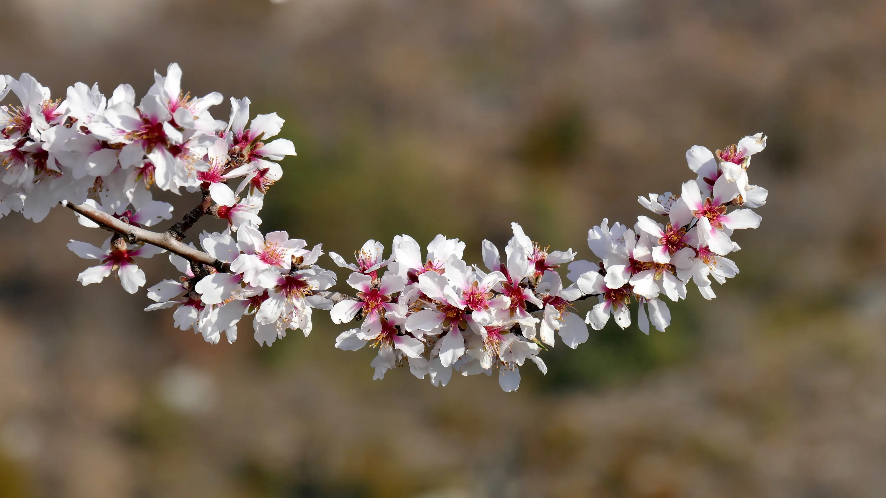 Signs of Spring