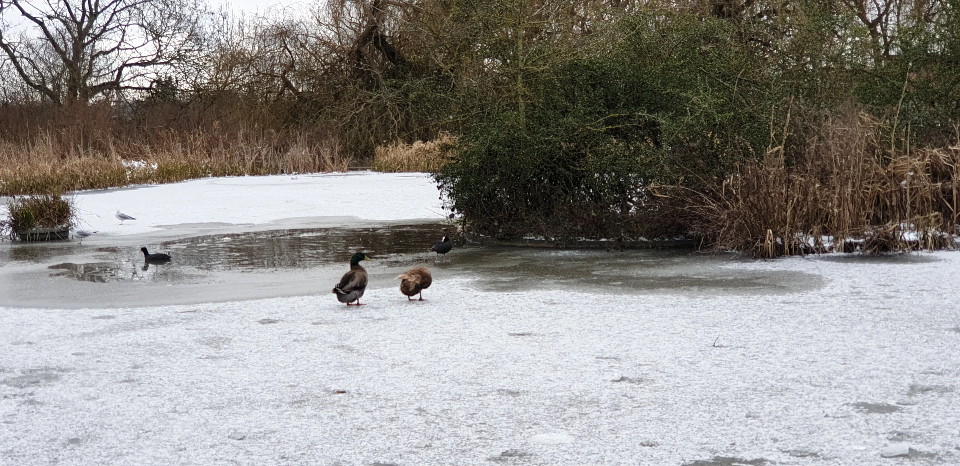 Wildlife in the Park