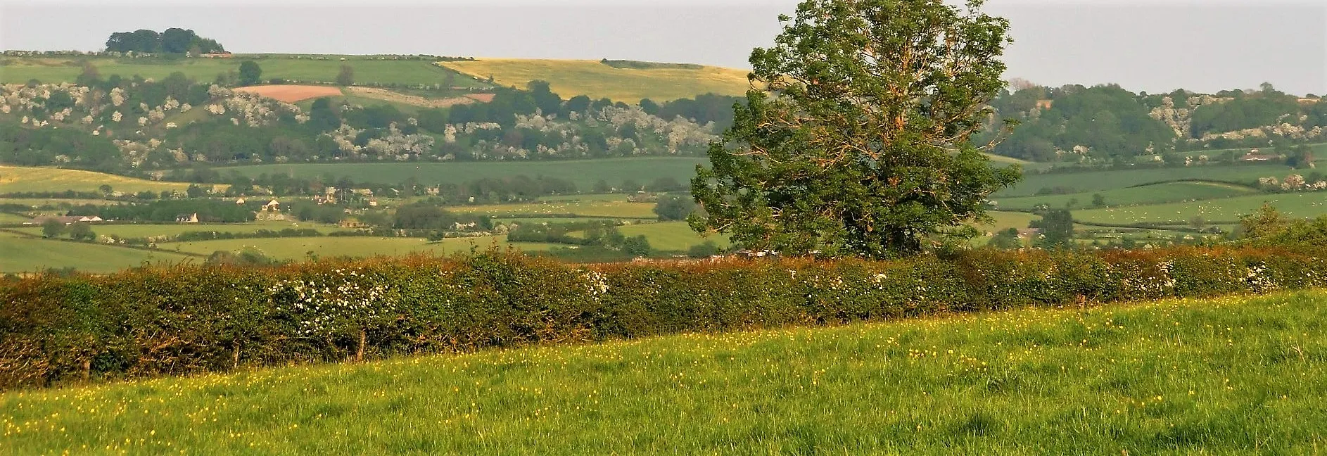 Hedges in Colour