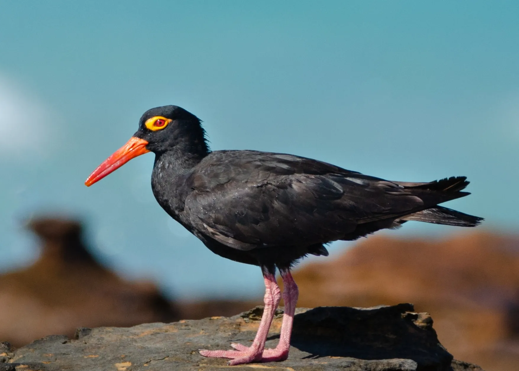 Black Birds in Colour
