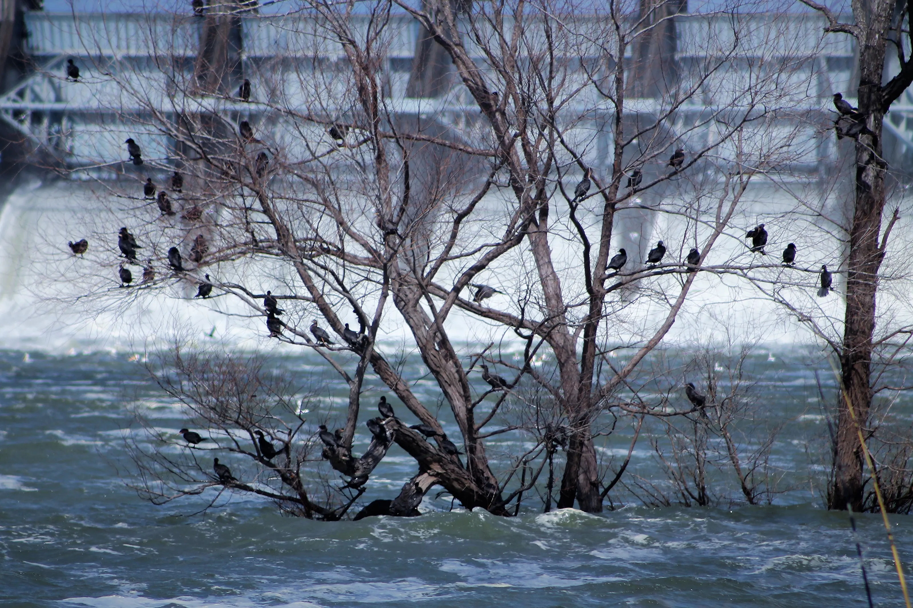 Large Flocks of Birds in a Tree (in colour)